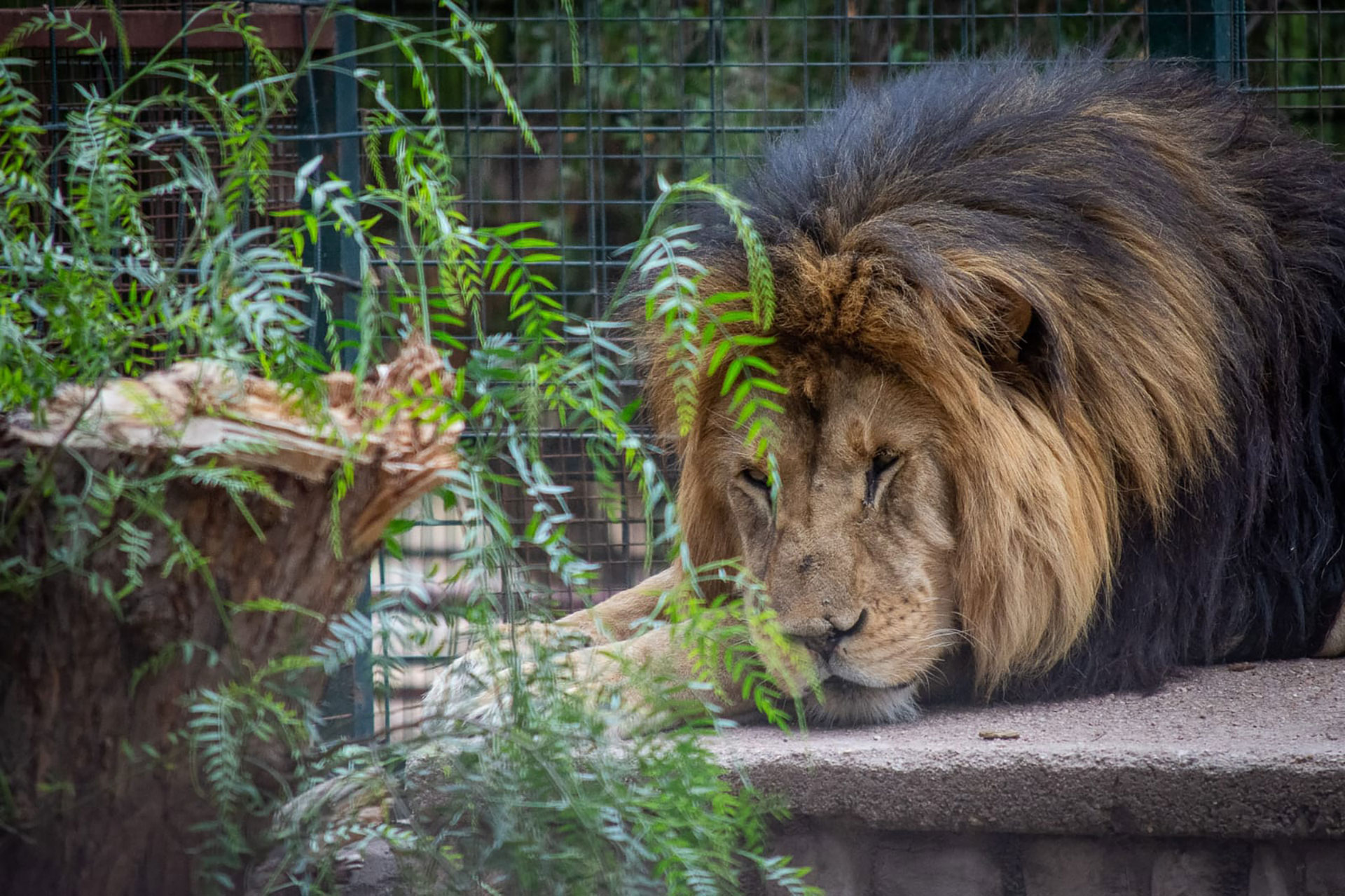 El rey de la selva descasará en paz en un santuario de animales en Entre Ríos