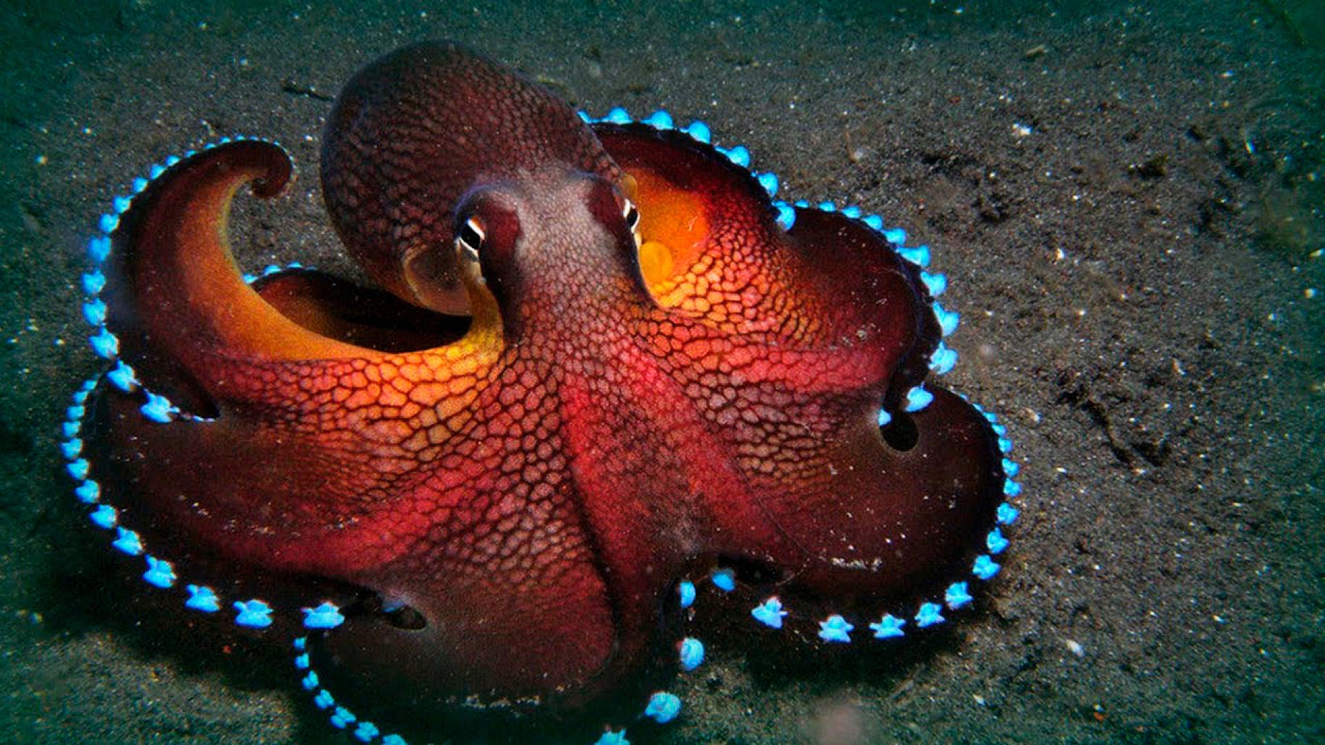 After decades of study, scientists determined that mating somehow pushes a molecular button on "self destruction" inside sea creatures.
