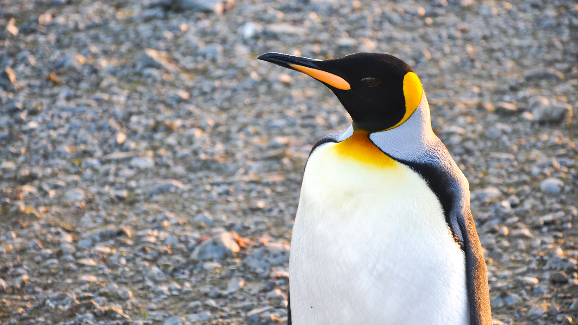 Existen 18 especies y 6 géneros de pingüinos que habitan en su mayoría en la Antártida e islas subantárticas, como el emperador, rey, adelia, barbijo, papúa, macarroni y penacho amarillo (Shutterstock)