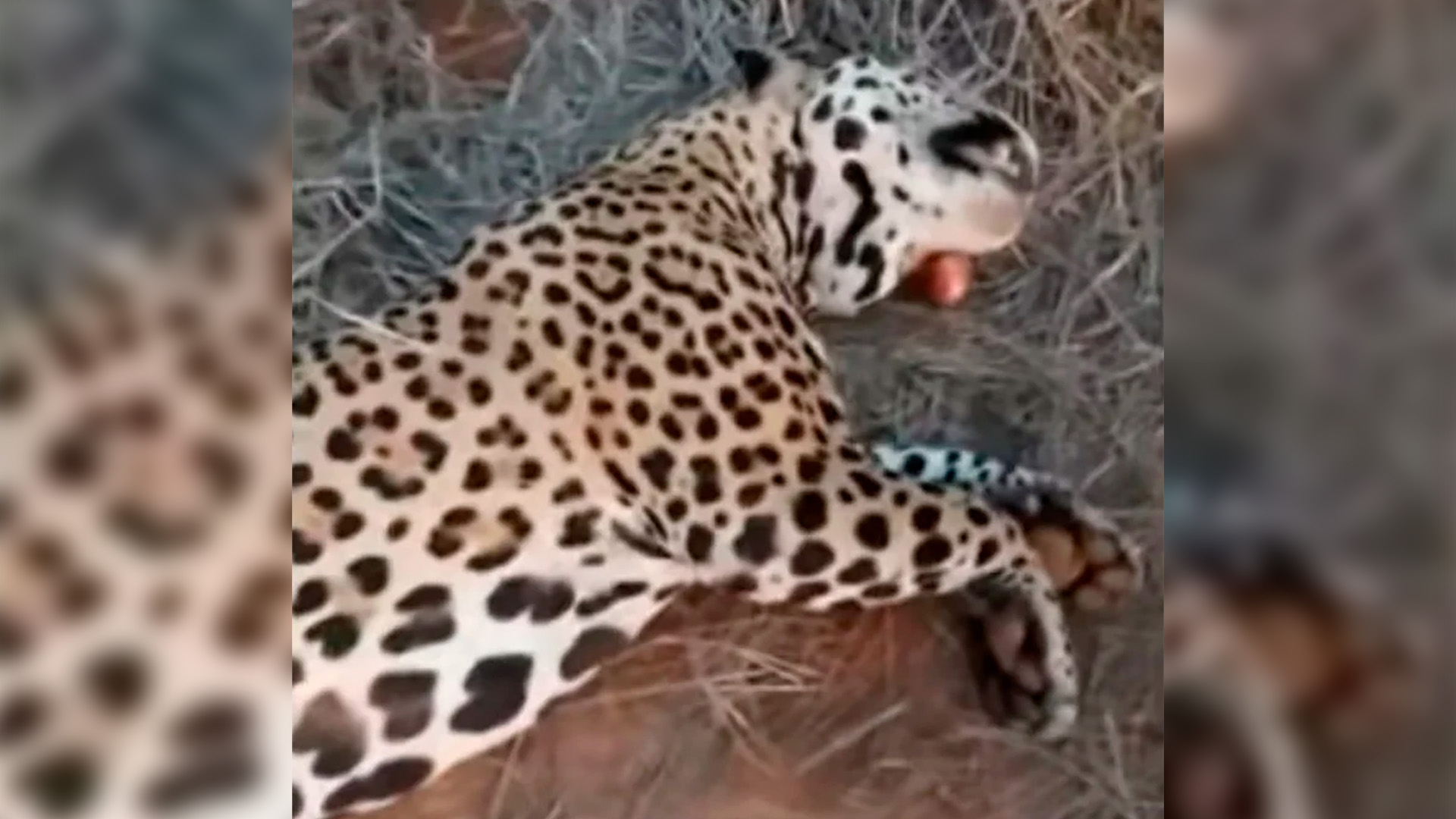 La prueba directa es un video que compartió el mismo cazador en sus redes el febrero pasado en el cual muestra al animal muerto luego de su caza