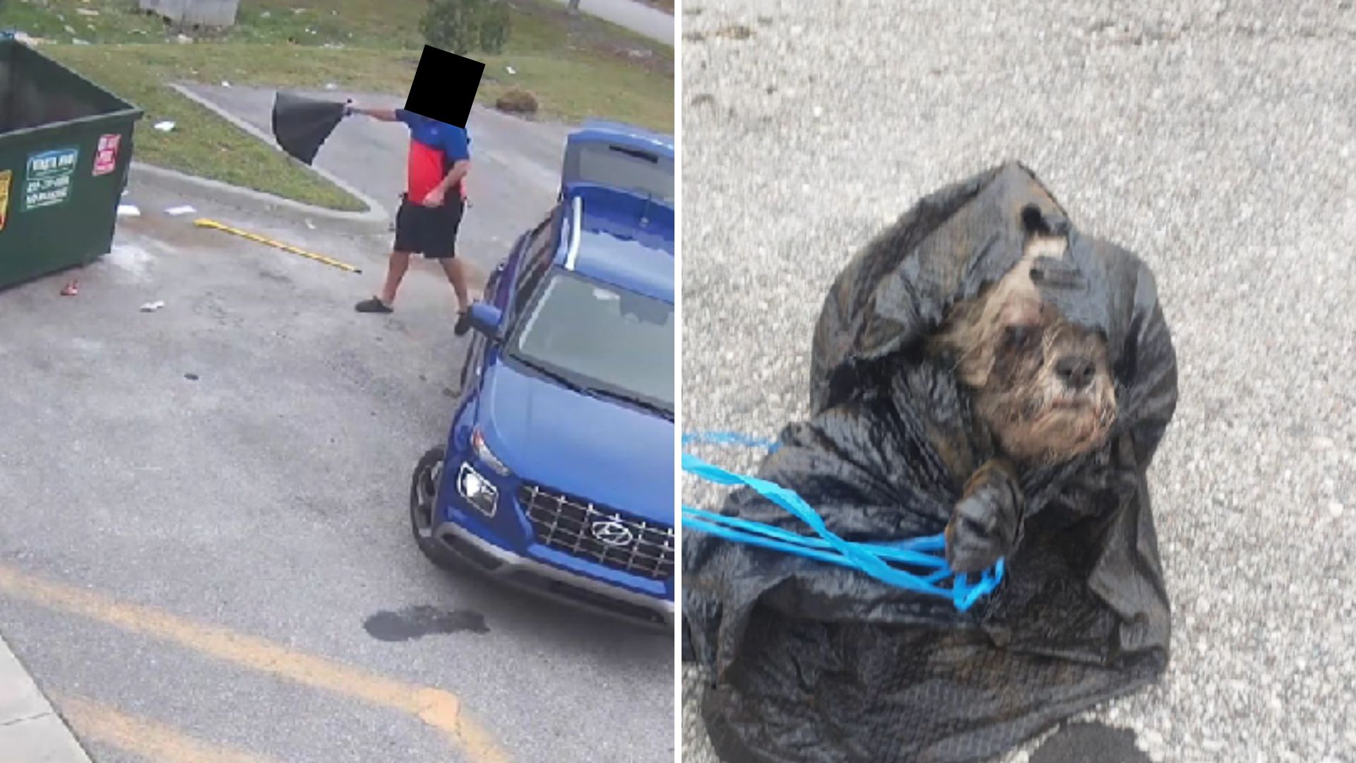Xyla, la perra que sobrevivió al intento de asesinato de su dueño - Infobae