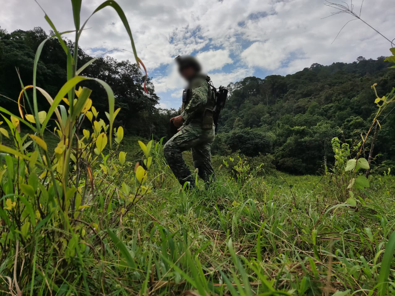 Golpe al narco en Guerrero: Ejército destruye plantío de hoja de coca