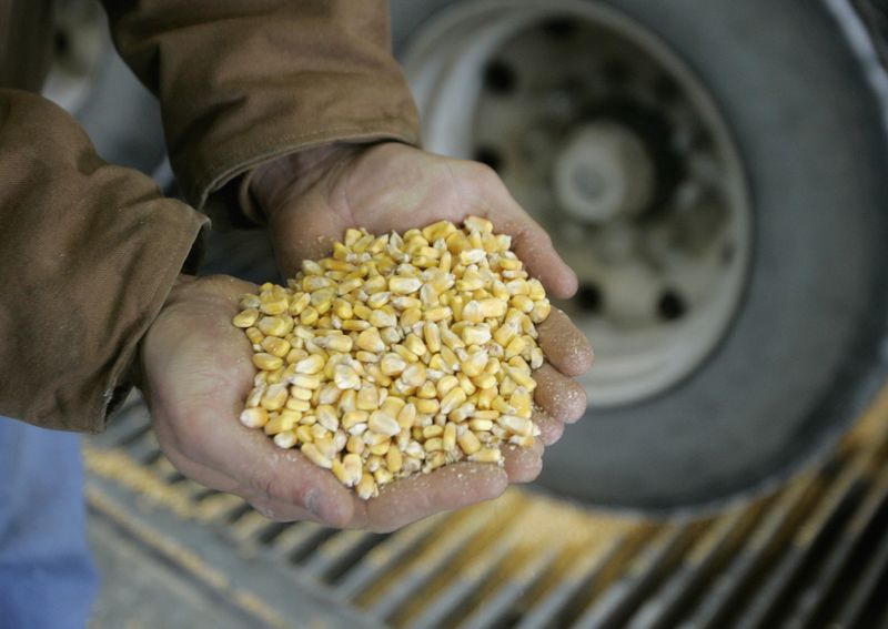 Imagen de archivo de granos de maíz mientras se descarga para su procesamiento en la planta Lincolnway Energy en la ciudad de Nevada
