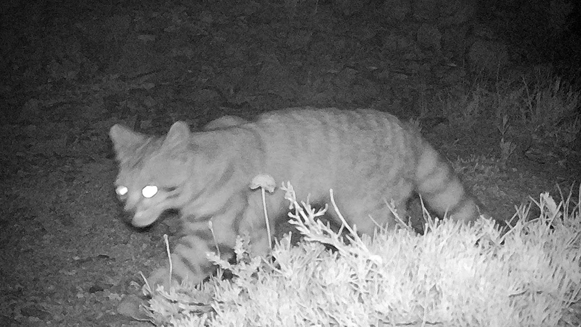 El fantasma de Los Andes”: lograron captar históricas imágenes de uno de  los felinos más escurridizos - Infobae