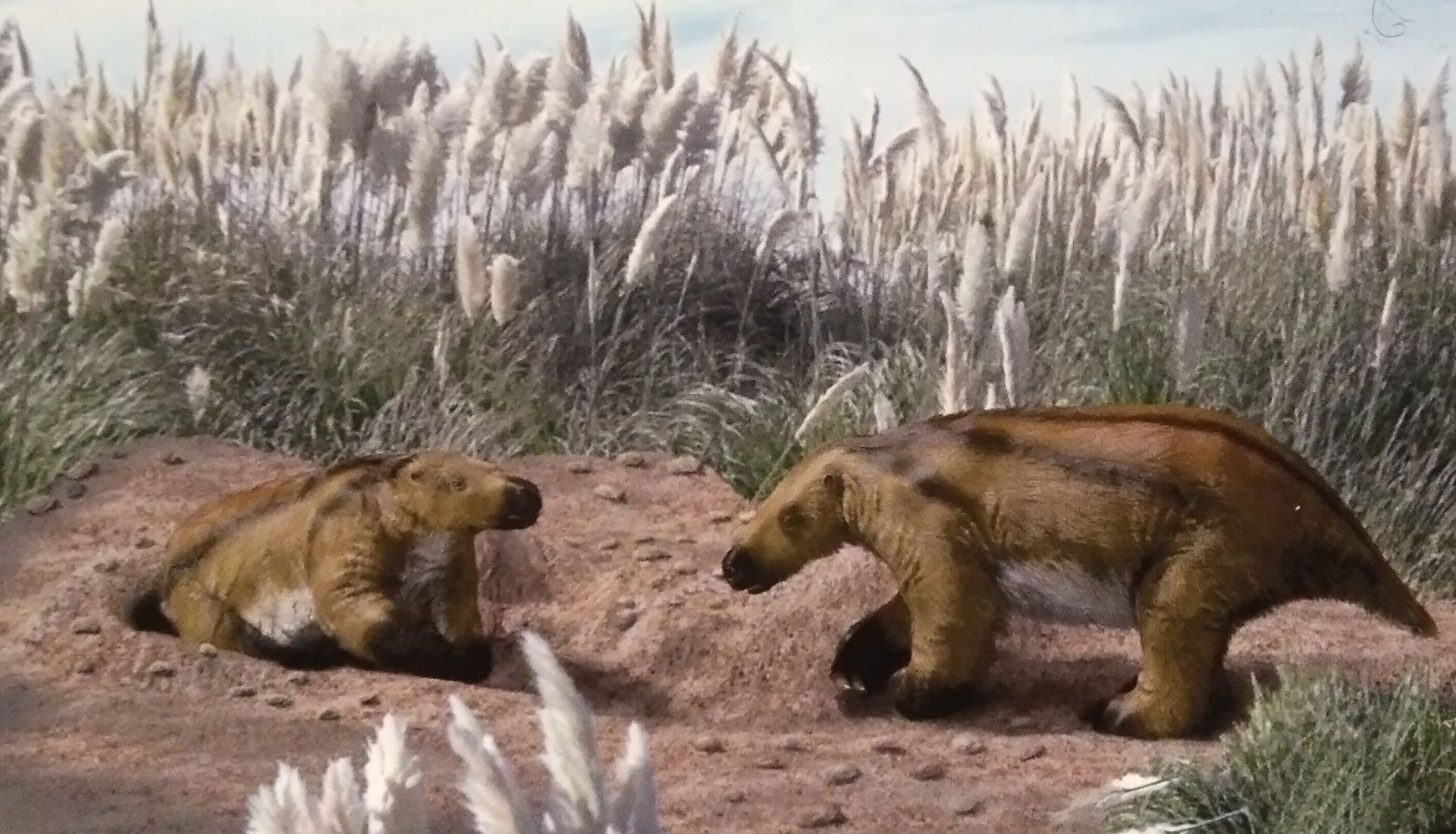 El perezoso gigante extinto, llamado Scelidoterio (Scelidotherium leptocephalum), tiene unos tres metros de largo y un peso estimado en una tonelada
