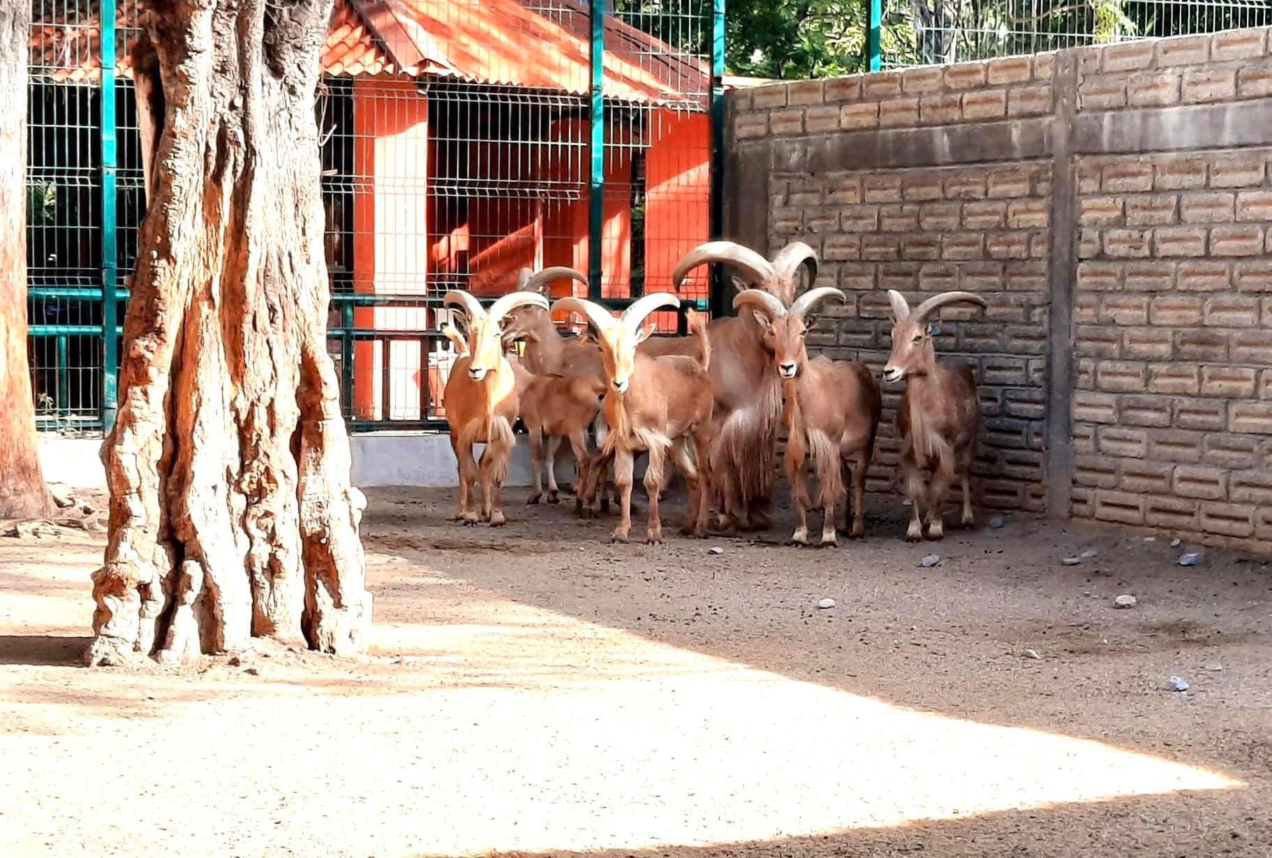Cabras pigmeas habrían sido sacrificadas en el zoológico de Zoochilpan (@ramirosolorio)