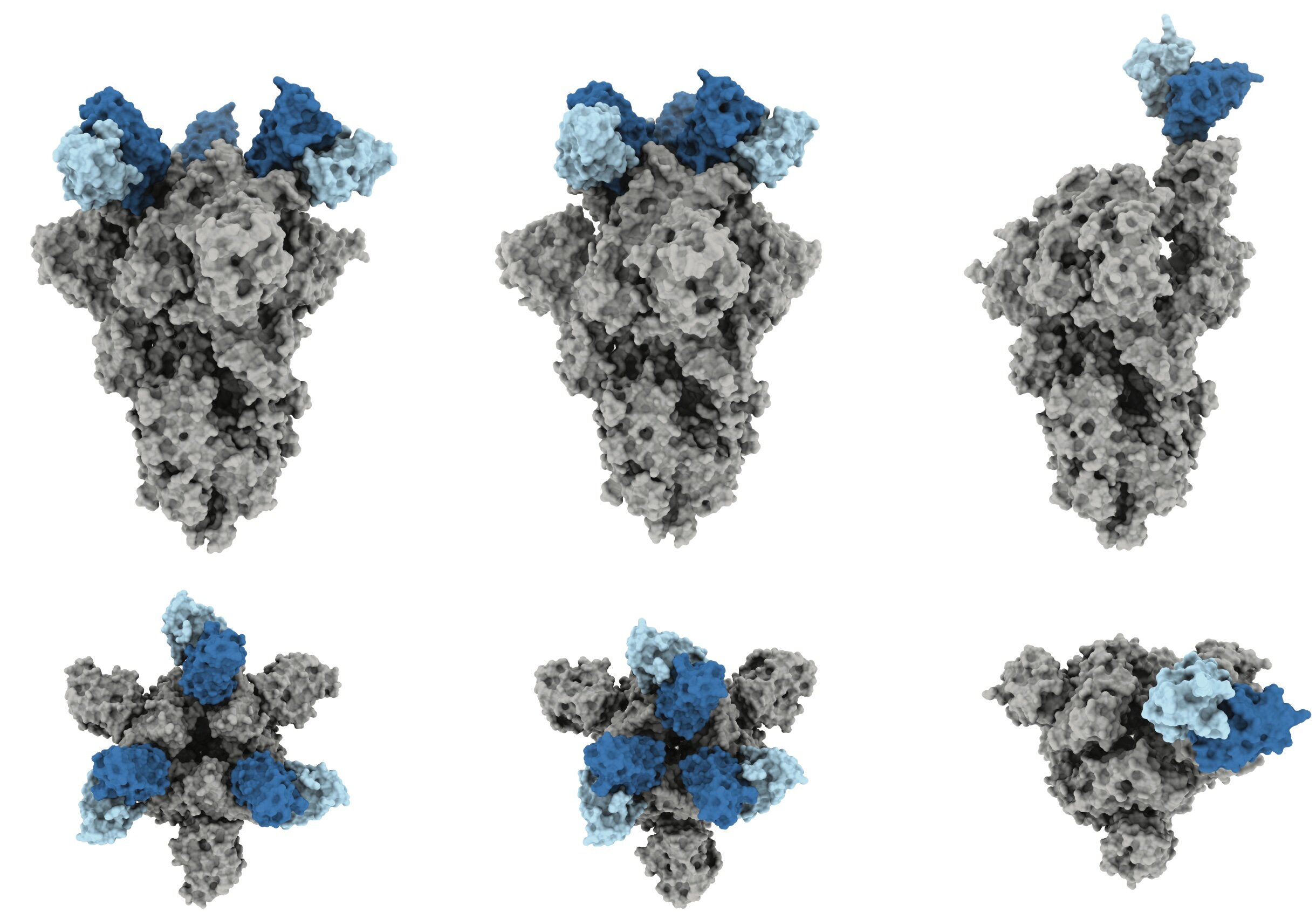 Incluso cuando la estructura del SARS-CoV-2 muta con diferentes variantes del virus (gris), el anticuerpo J08 (azul) aún puede unirse, según mostraron los investigadores (foto: Scripps Research)