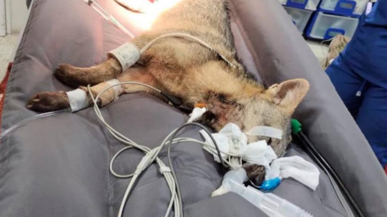 Realizan exitosa cirugía a zorro que había sido atropellado en Antioquia