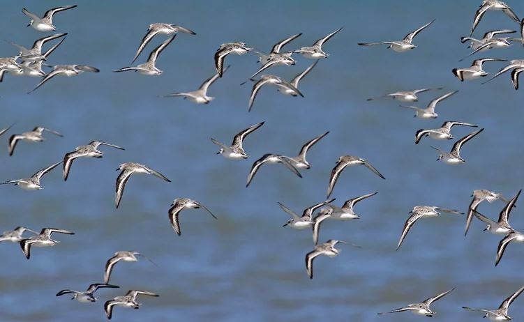 The migration of wild birds at the end of winter is one of the factors that enhances the spread of the bird flu virus (Sebastian Carrasco/Europa Press)
