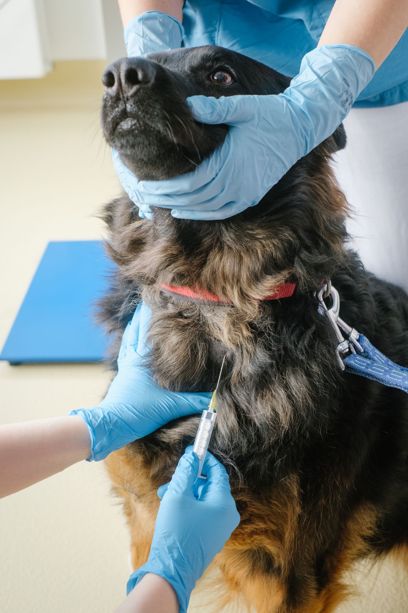 Vacuná a tu perro todos los años, toda la vida del animal, con la vacuna quíntuple o séxtuple, más la de tos de las perreras