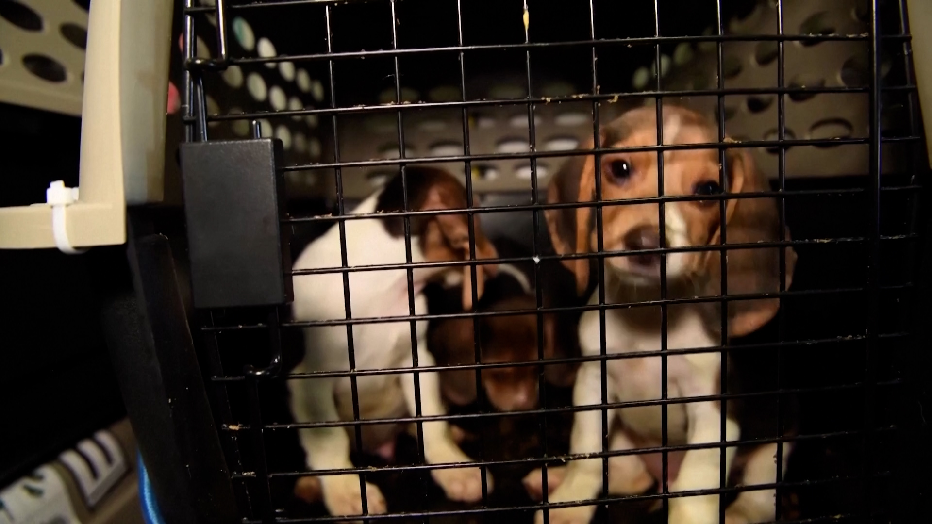 Cani in cura della Humane Society of the United States, un'organizzazione senza scopo di lucro (Reuters)