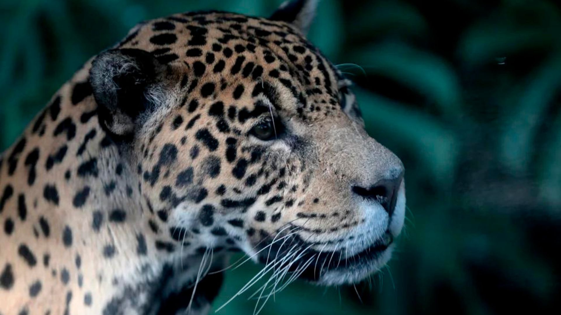 Luz y oscuridad: así fue cómo el jaguar se convirtió en un animal sagrado