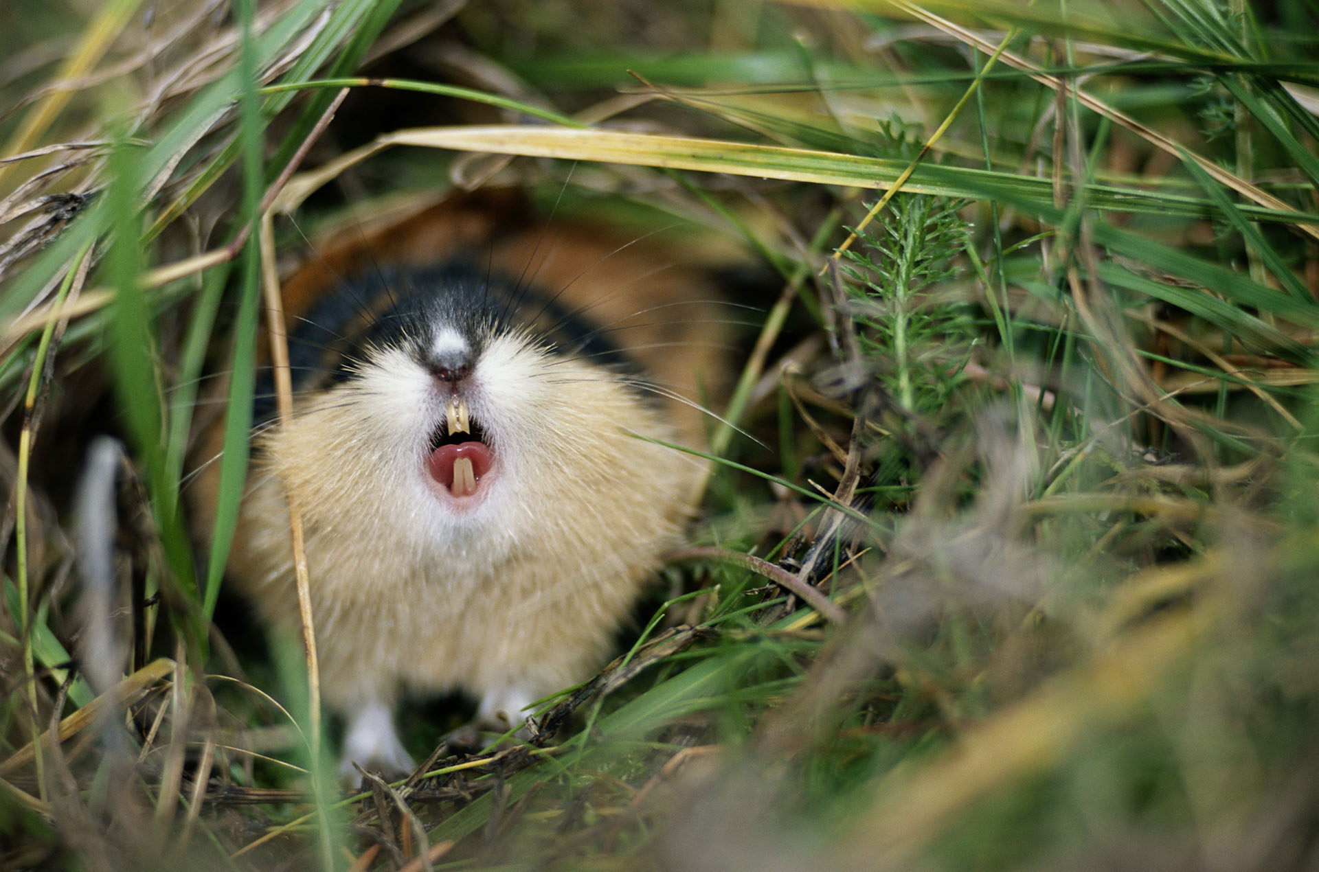 Conoce a los lemmings: animales suicidas, #Lo más visto en redes, Noticias, TVP