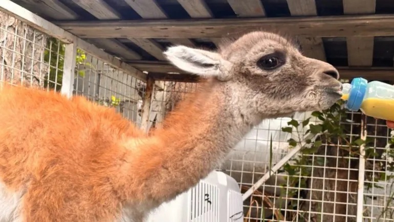 Desde Shaquille O’Neal hasta Tom Brady: quiénes serán las leyendas encargadas de sacar las bolillas en el sorteo del Mundial 