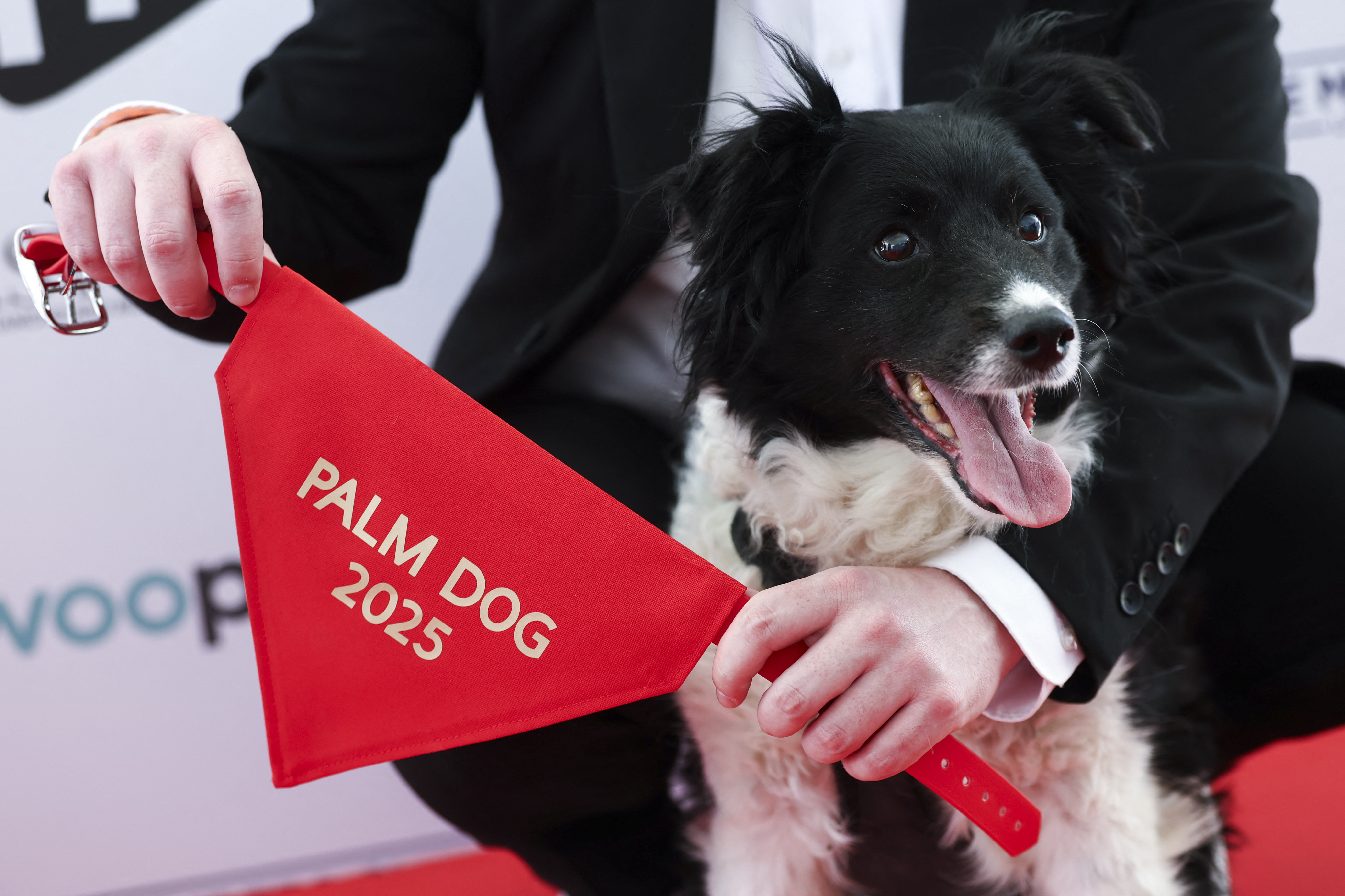 Panda, la pastor islandés que conquistó la ceremonia de premios Palm Dog en Cannes 2025 - Infobae