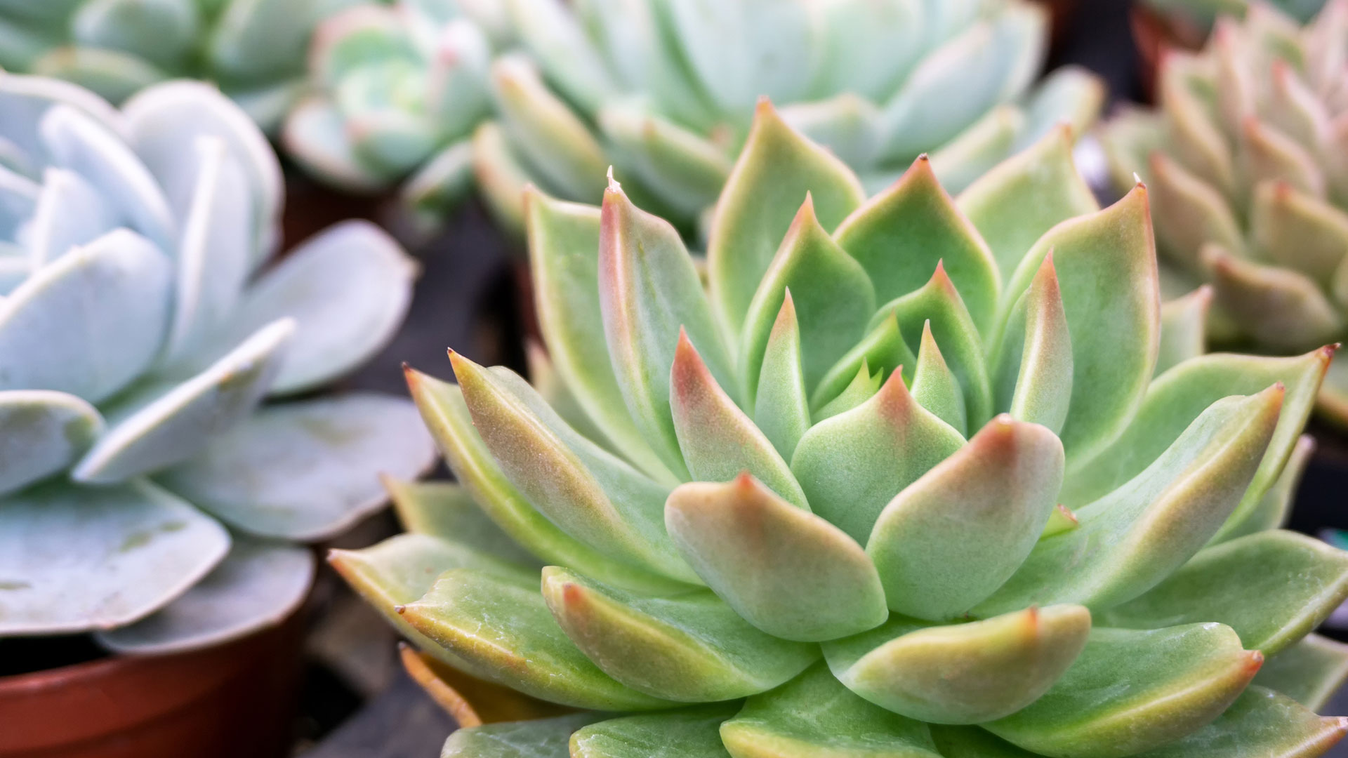 Las suculentas son una buena opción para la primavera