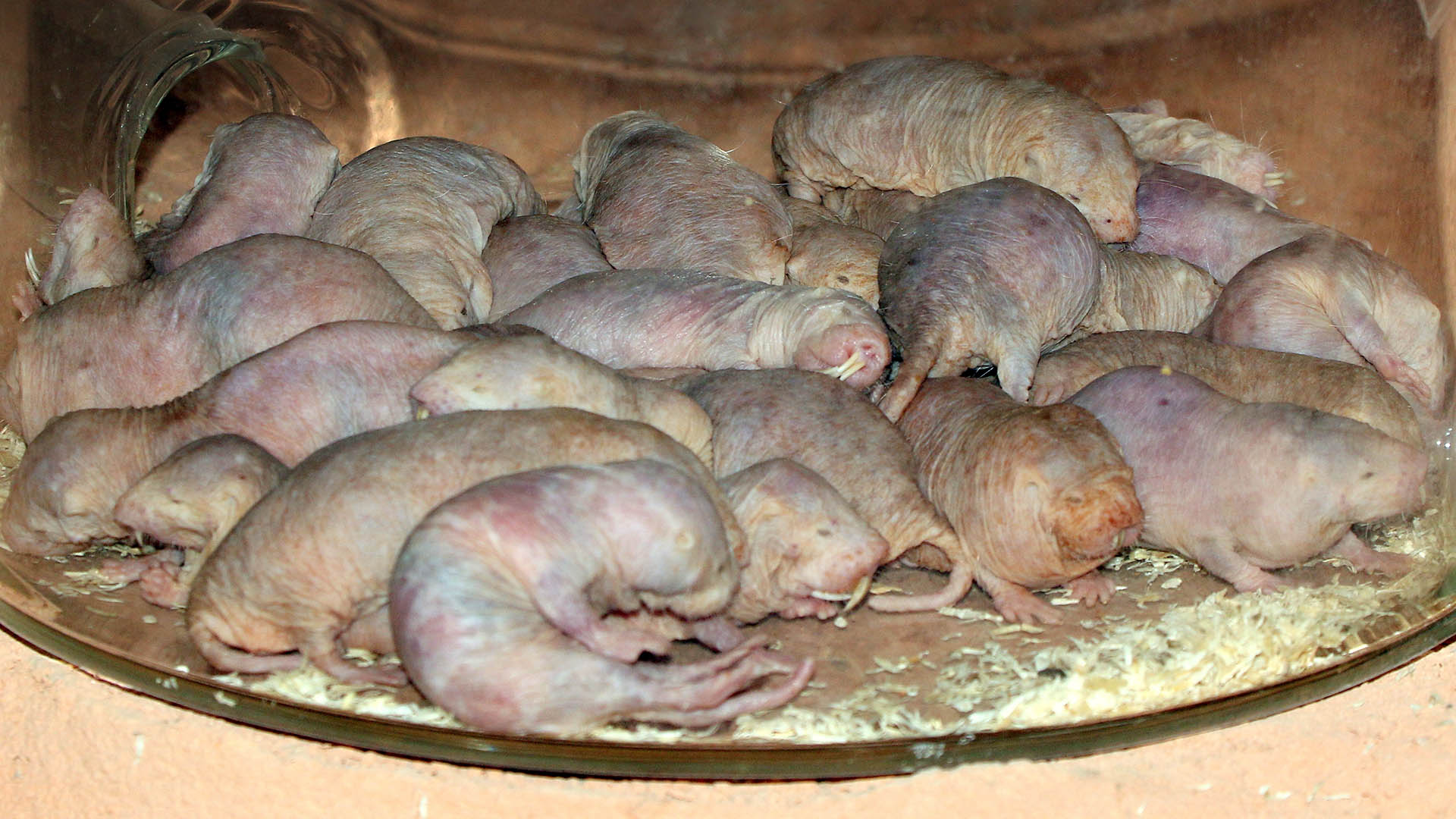 La rata topo desnuda (Heterocephalus glaber) ha desconcertado durante años a los científicos por desafiar las leyes de la biología (Getty Images)