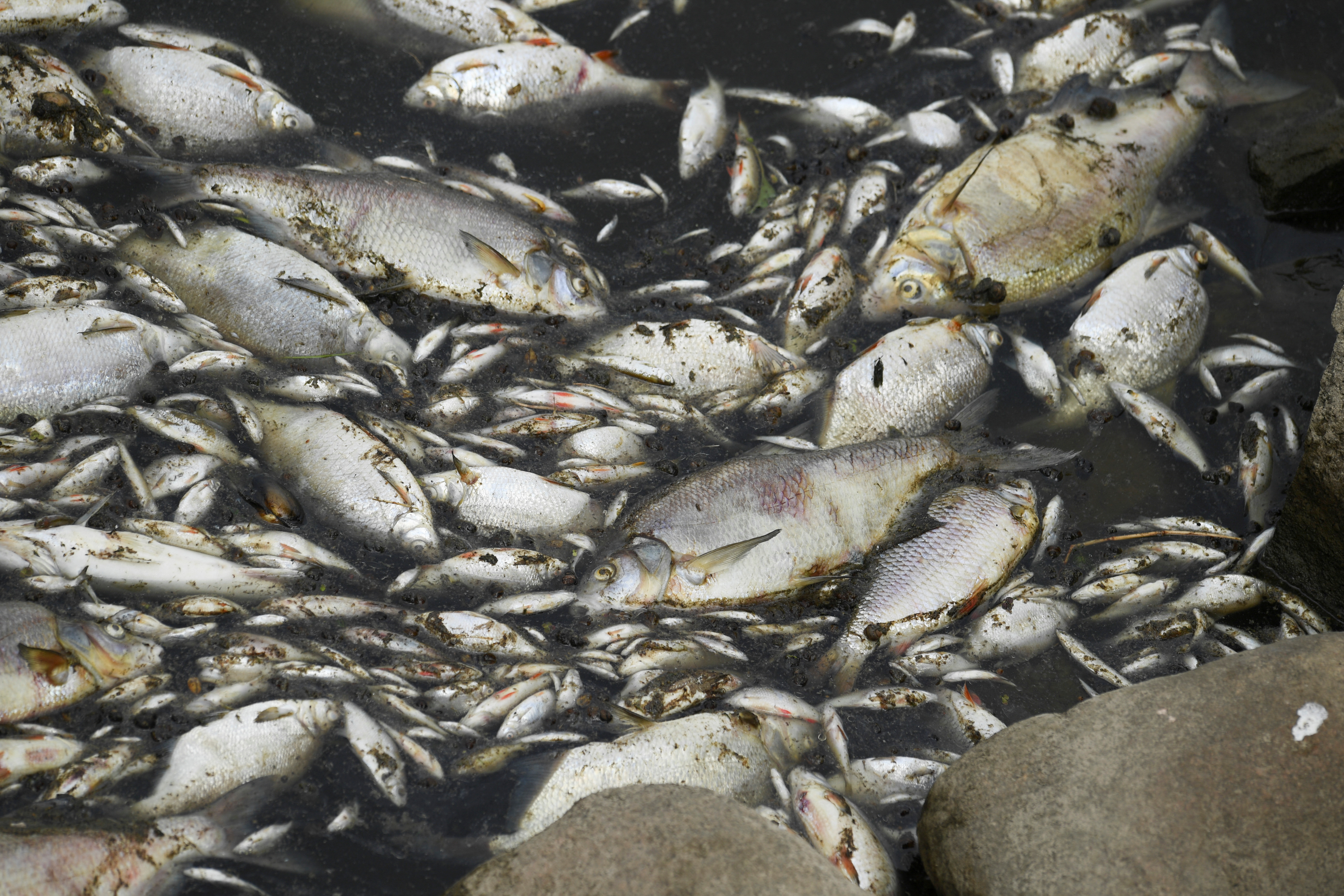 Mass fish die-off in River Oder, in Krajnik Dolny