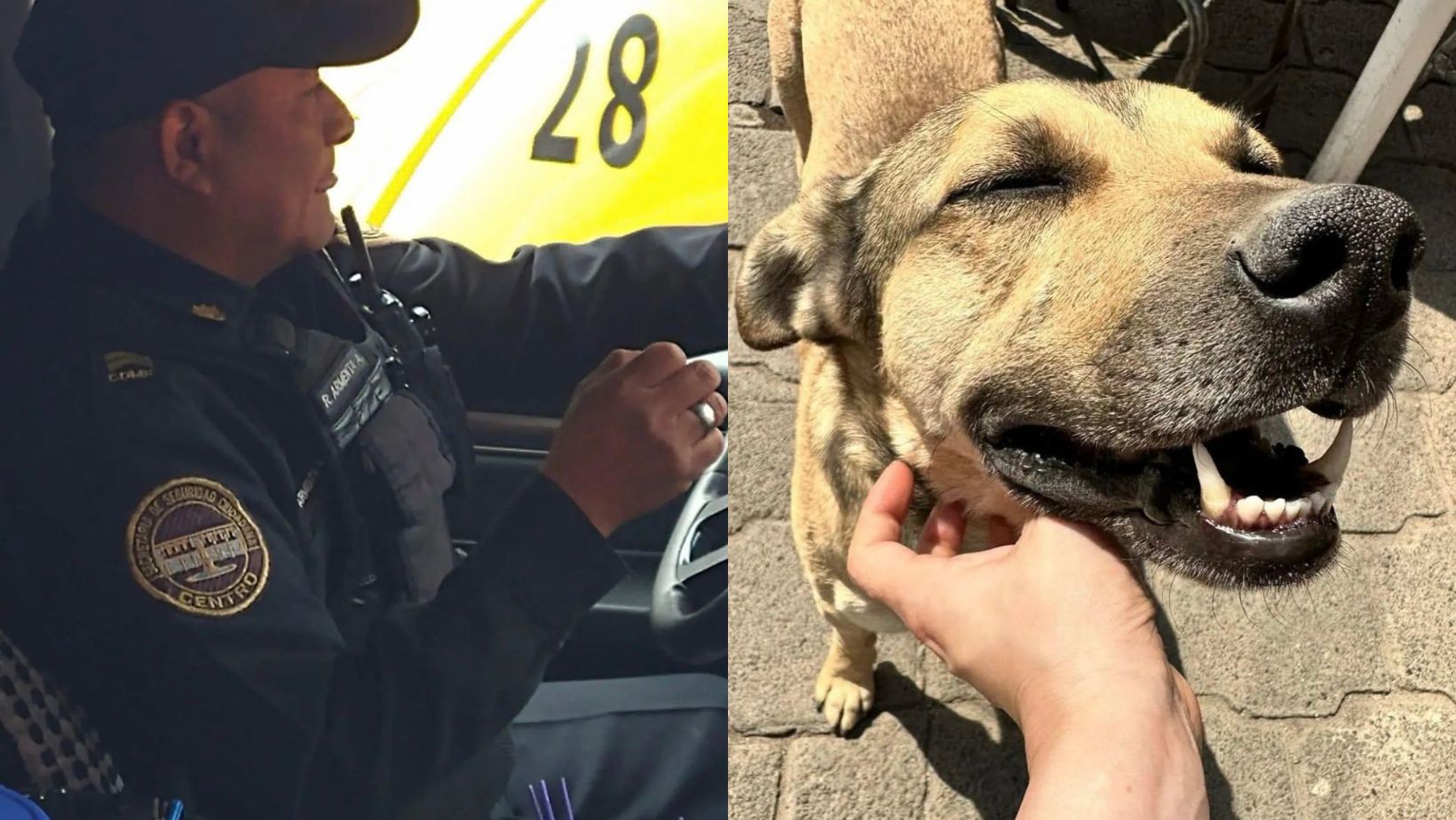 Policía de la SSC habría atropellado a un perrito identificado como 'Chilaquil' en la alcaldía Cuajimalpa.
(Twitter @Atenea219)