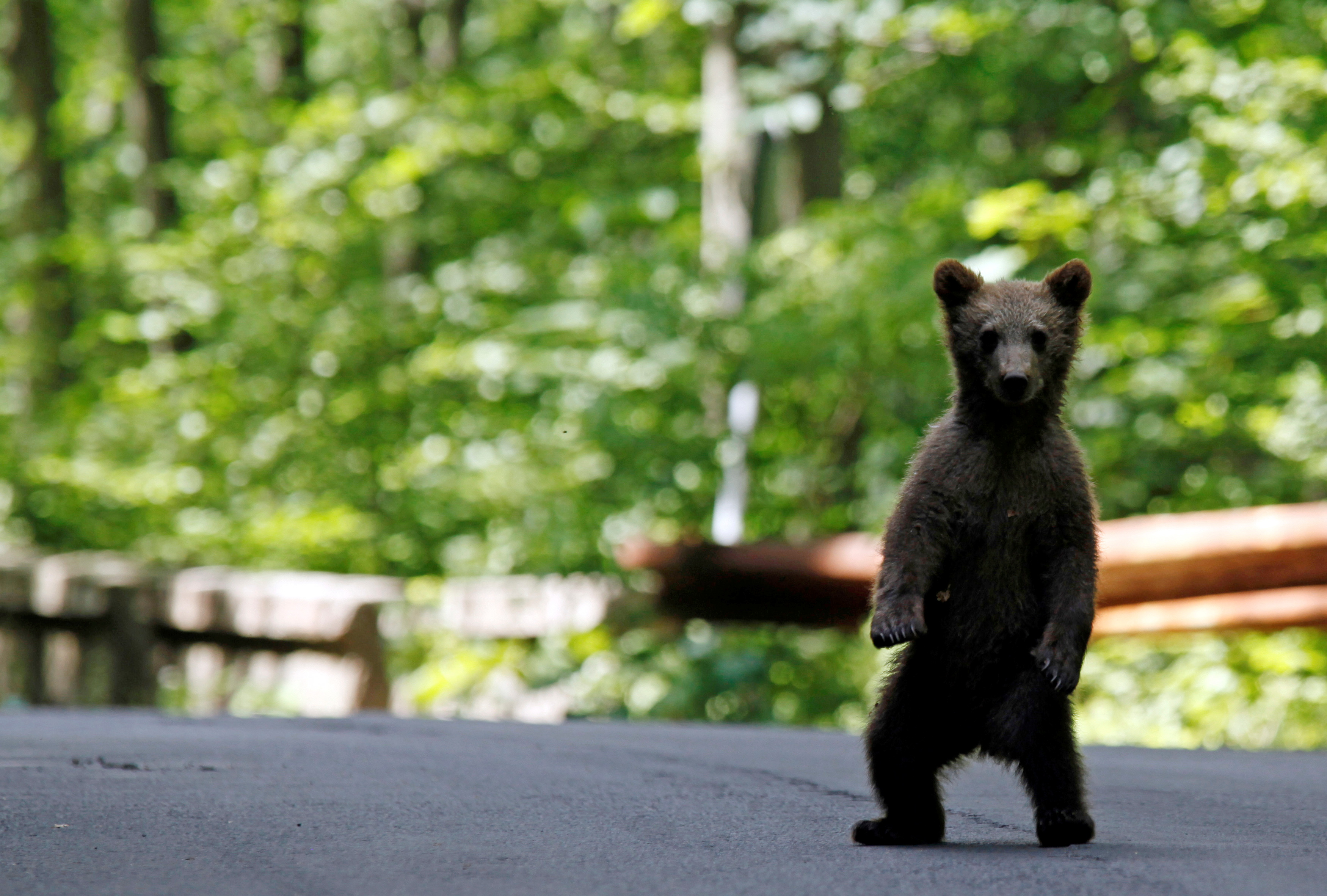 El oso negro americano (Ursus americanus), también llamado oso negro, es una especie de mamífero carnívoro de la familia de los úrsidos (REUTERS)