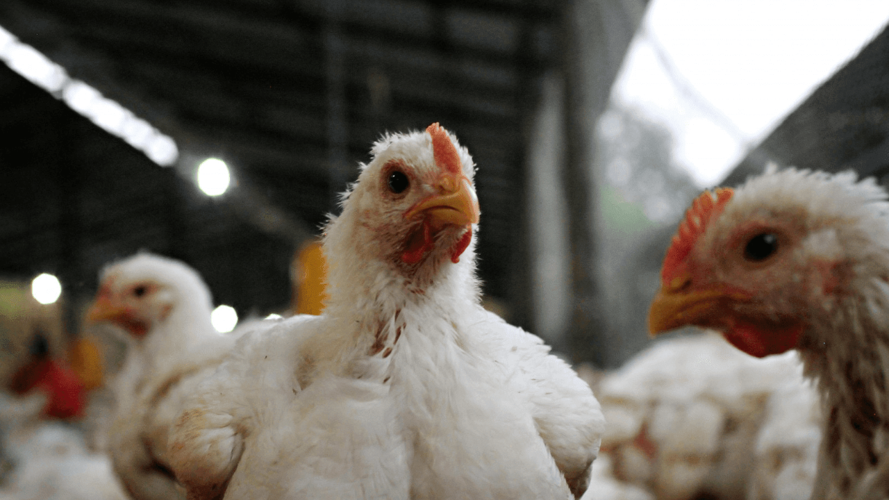 Nueva alerta del virus influenza aviar: se registr&oacute; un caso en Buenos Aires 