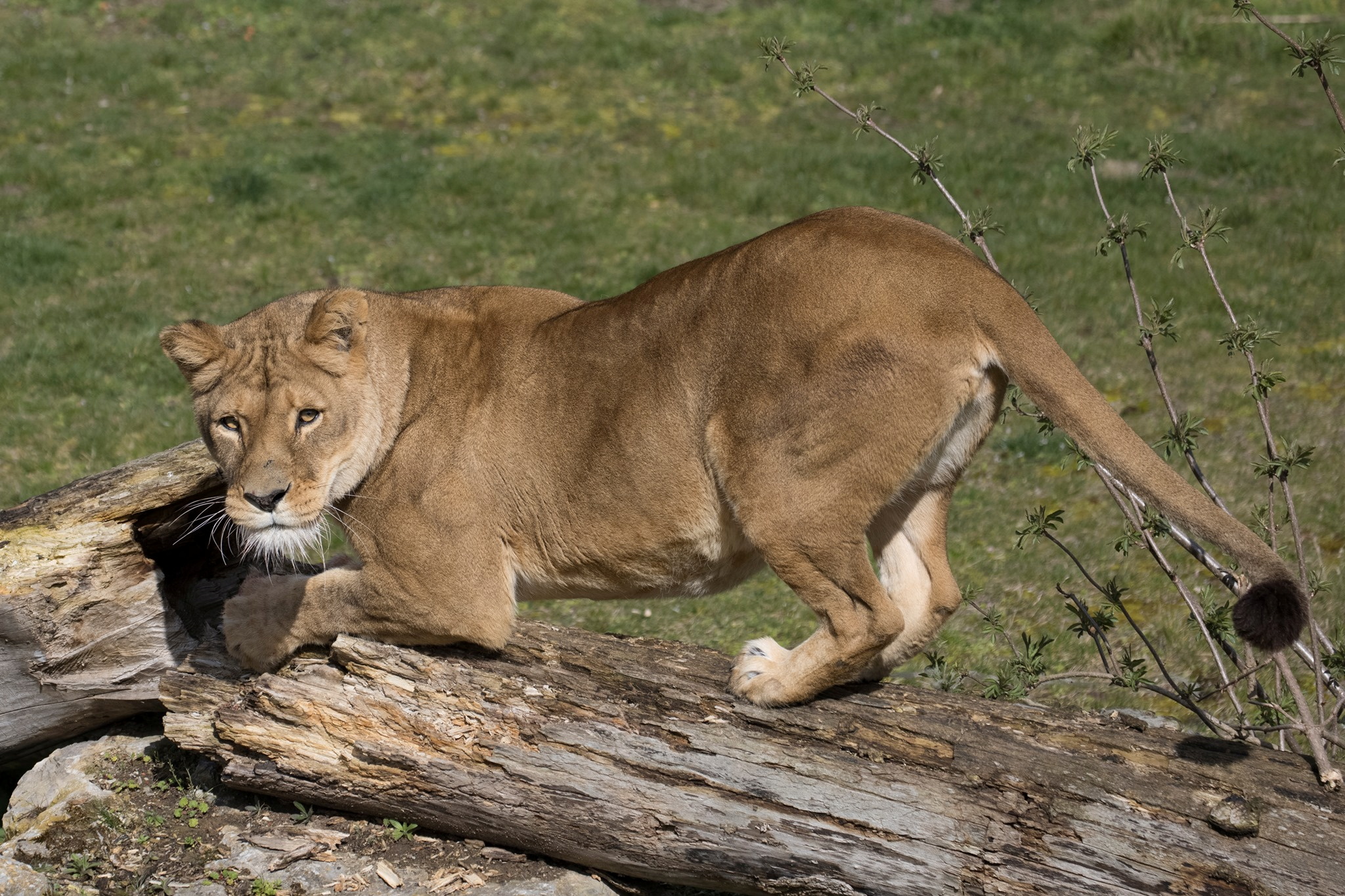Una leona despedazó a un guardián en un zoológico de Irán y huyó junto a un león