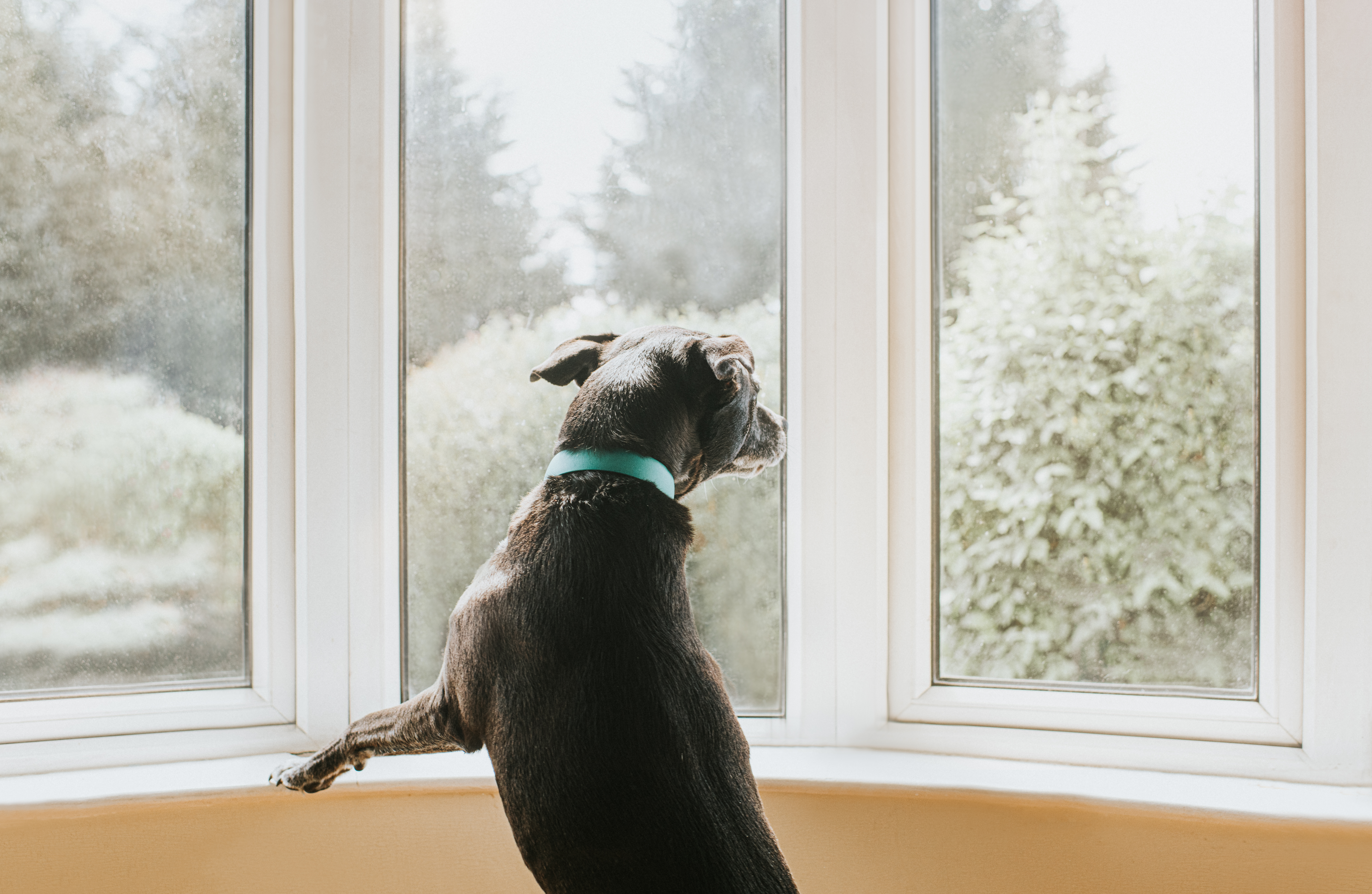 Los perros detectan mejor y muchos más olores que los que son capaces de percibir los seres humanos, pero hay algunos olores que no soportan (Getty Images)