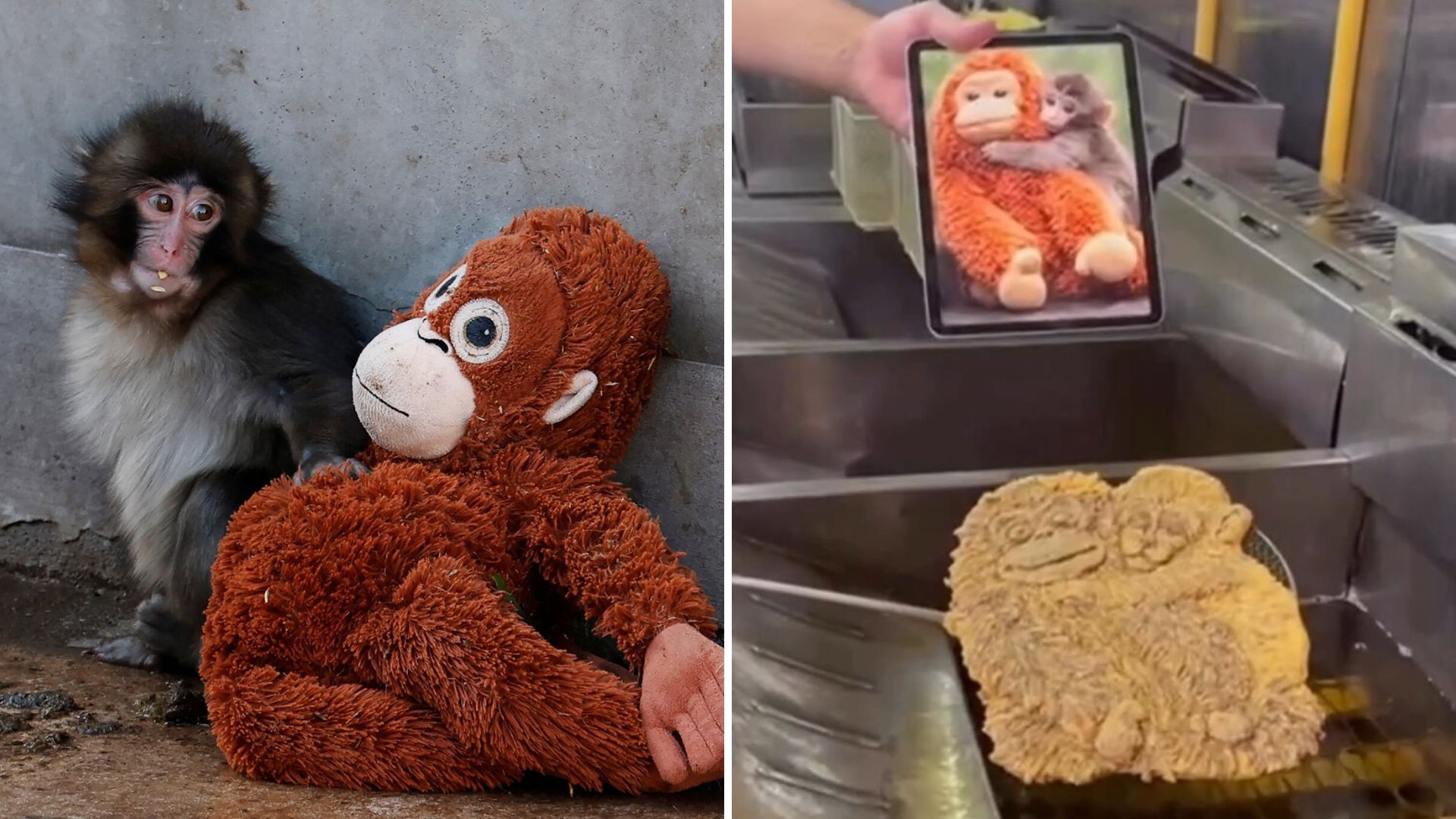 El mono Punch y su peluche ya tienen una versión en milanesa: el video que causó furor en las redes - Infobae