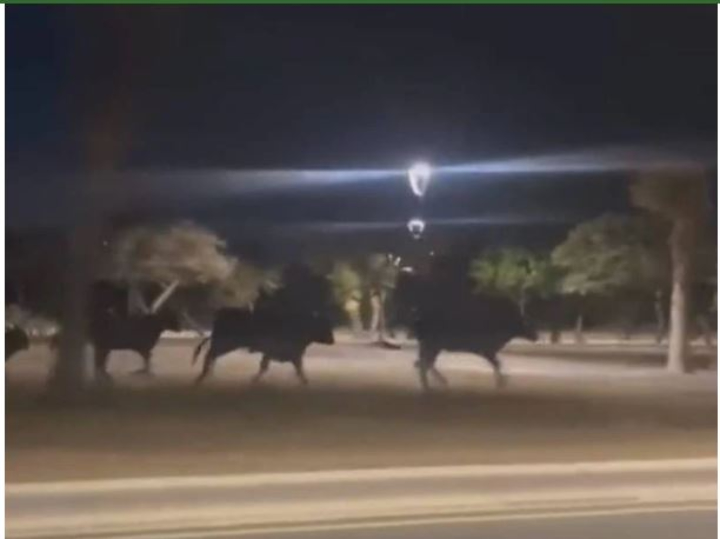 Así Fue El Momento En Que Una Manada De Toros Apareció Corriendo En Calles De Nuevo León Infobae 1861