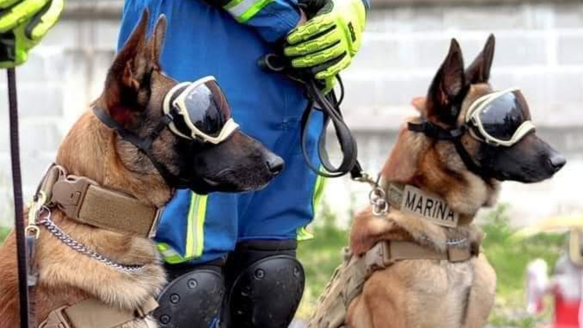 Evil y Ecko participaron en las tareas de rescate del derrumbe en la Línea 12 del Metro (Foto: Semar)