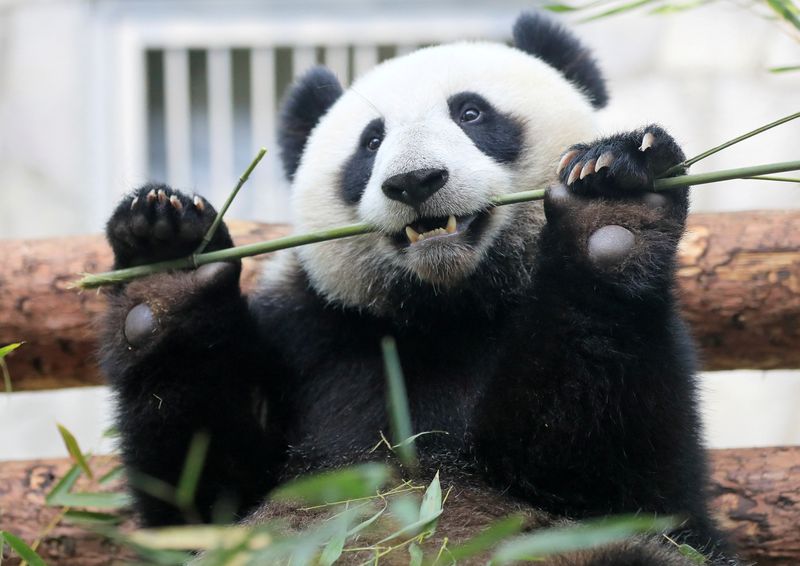 File photo of a giant panda eating bamboo inside an enclosure at the Moscow Zoo on a hot summer day in Moscow, Russia.  REUTERS/Tatyana Makeyeva/File