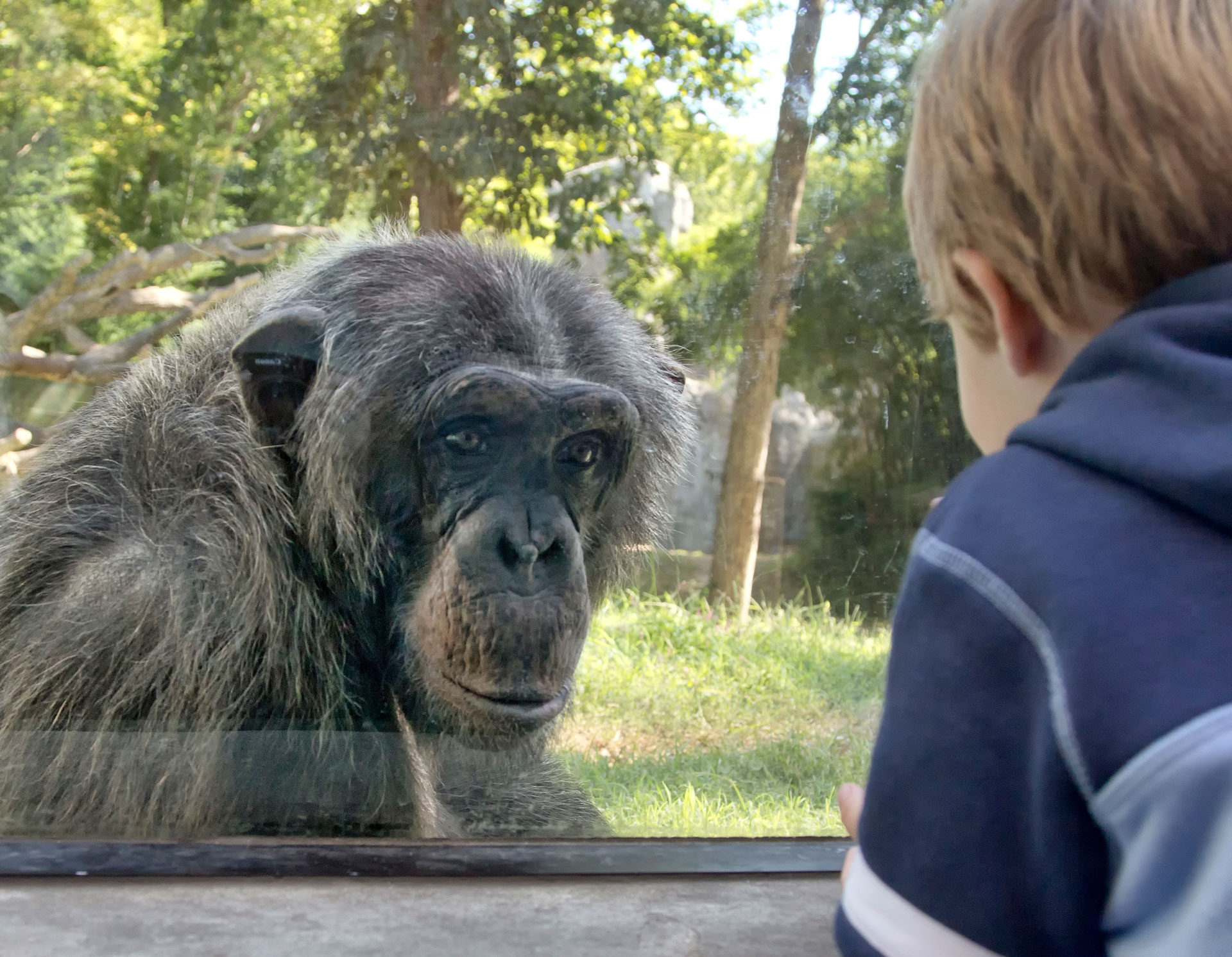 La comprensión del genoma de los primates llevaría a un mejor conocimiento de la base genética de la salud humana, de acuerdo a esta investigación (Getty)