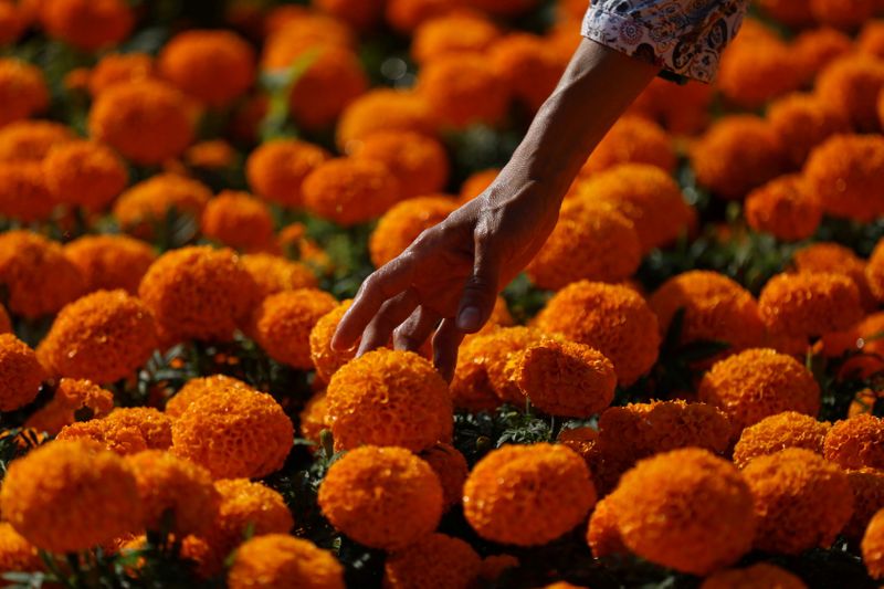 Stock image.  A woman collects cempasuchil flowers to use during Mexico's Day of the Dead celebrations at the San Luis Tlaxialtemalco nursery in Xochimilco, on the outskirts of Mexico City.  October 28, 2021. REUTERS / Edgard Garrido