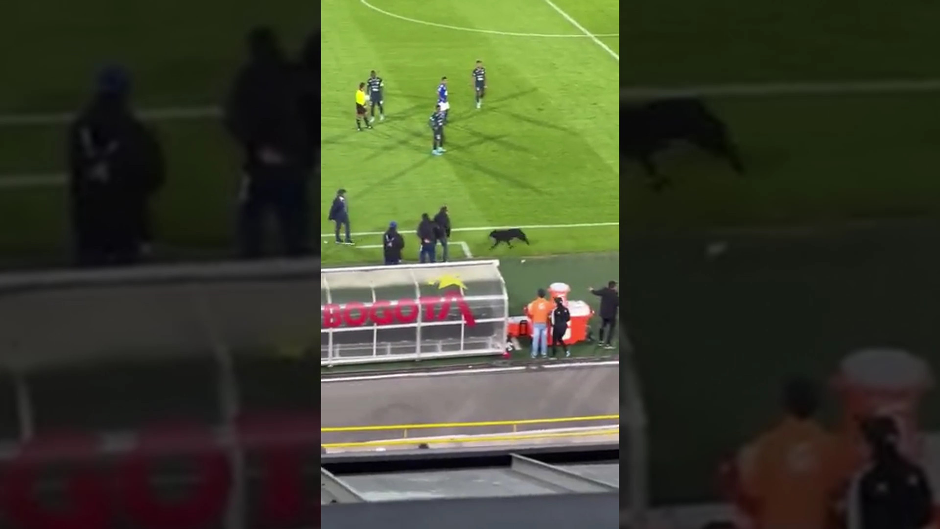 Video: el ‘Millos Perrito’ se ganó el corazón de la hinchada, pero le podría costar una multa al equipo azul de Bogotá