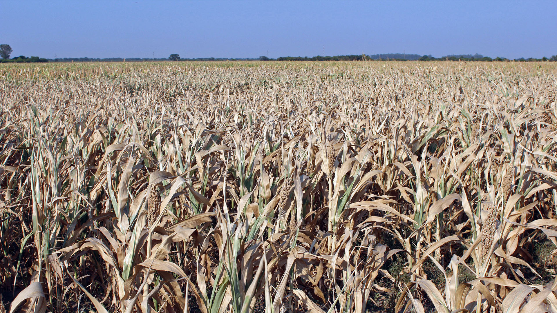 Lotes de maíz afectados por la sequía. Una de las cuestiones climáticas adversas que afectó a la actual campaña del cereal. 
(Foto NA)