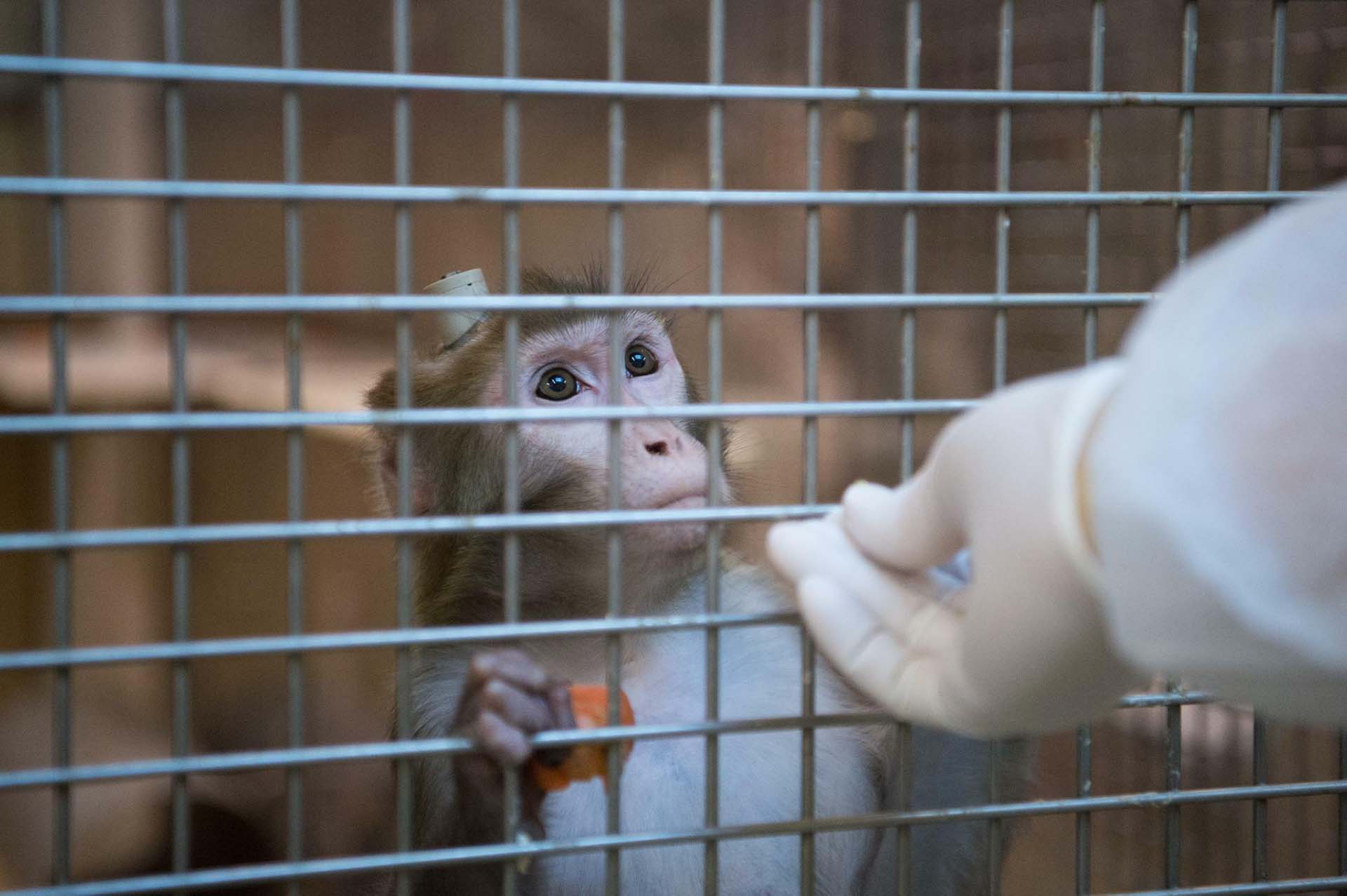En el estudio, los monos macacos rhesus fueron inmunizados con la proteína de punta SARS-CoV-2 (AP Images)