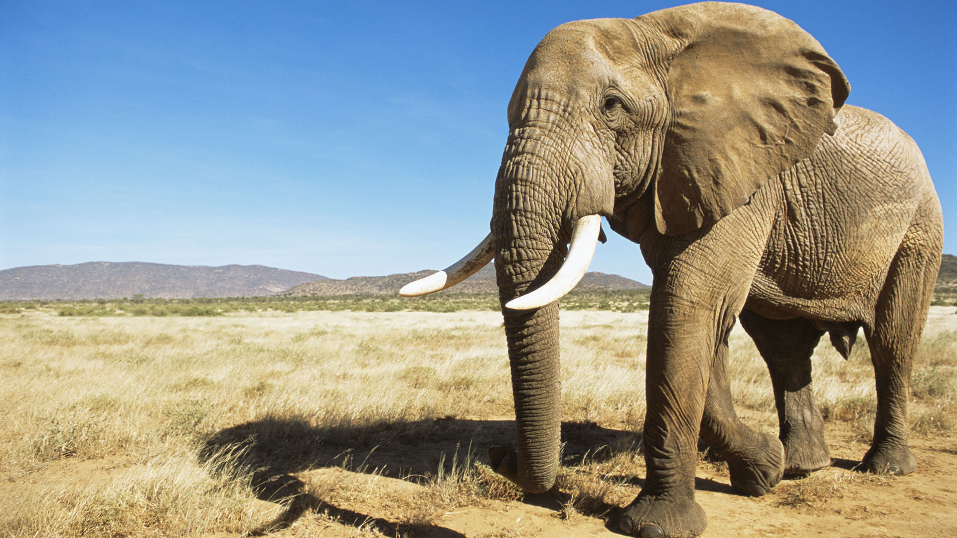 Los elefantes los africanos son los animales con las orejas más grandes que existe en el planeta Tierra, ya que miden unos 180 centímetros de largo por 110 centímetros de ancho
(Getty Images)
