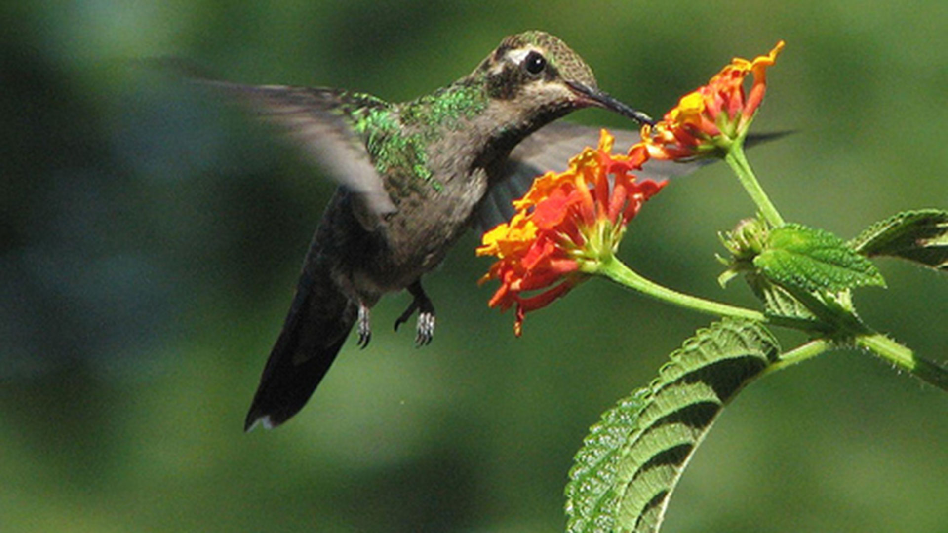 El colibrí, el ave más pequeña y que genera la mayor admiración - Infobae