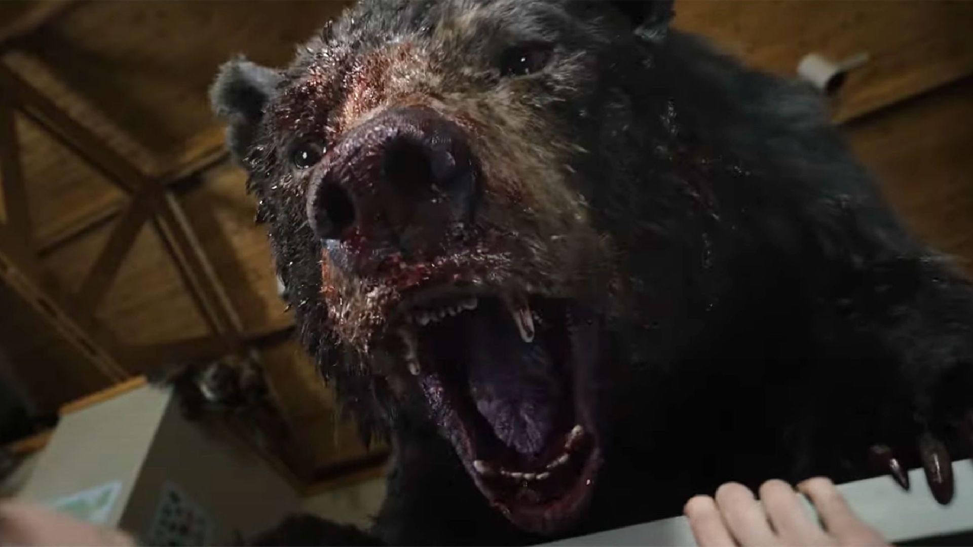 Un oso pierde el control y se convierte en un asesino tras comer accidentalmente kilos de cocaína. (Universal Pictures)