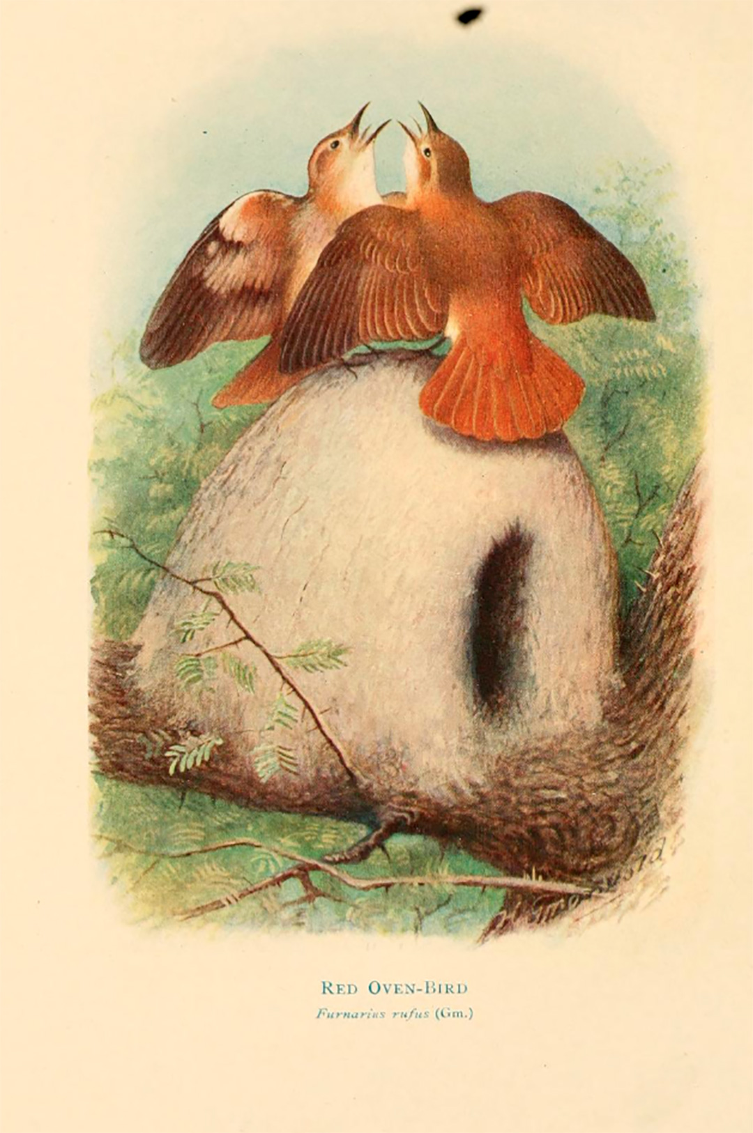 G. E. Hudson publicó en 1920 "Bird of La Plata", ilustrado por Henrik Gronvold