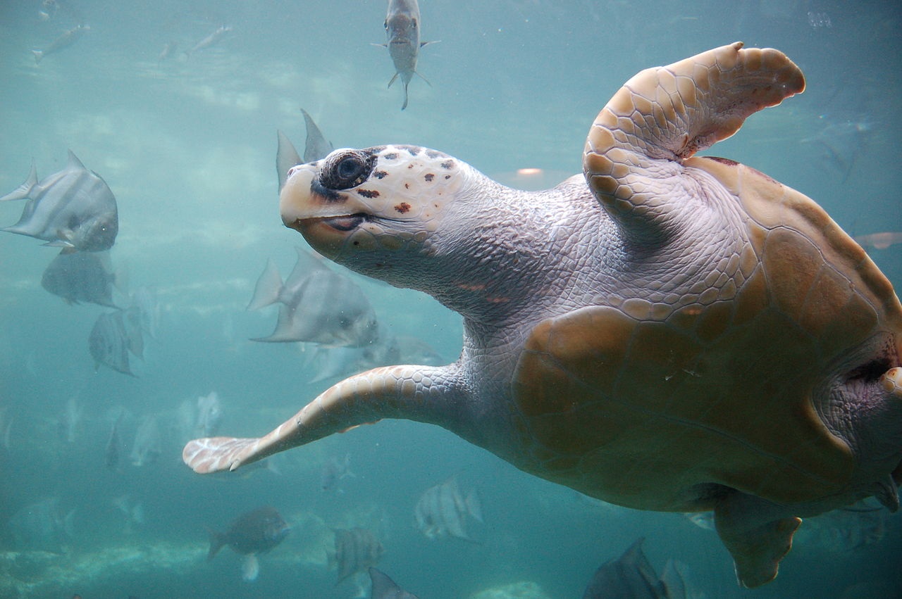 Las tortugas marinas utilizan el sexto sentido magnético para regresar a la playa donde nacieron
