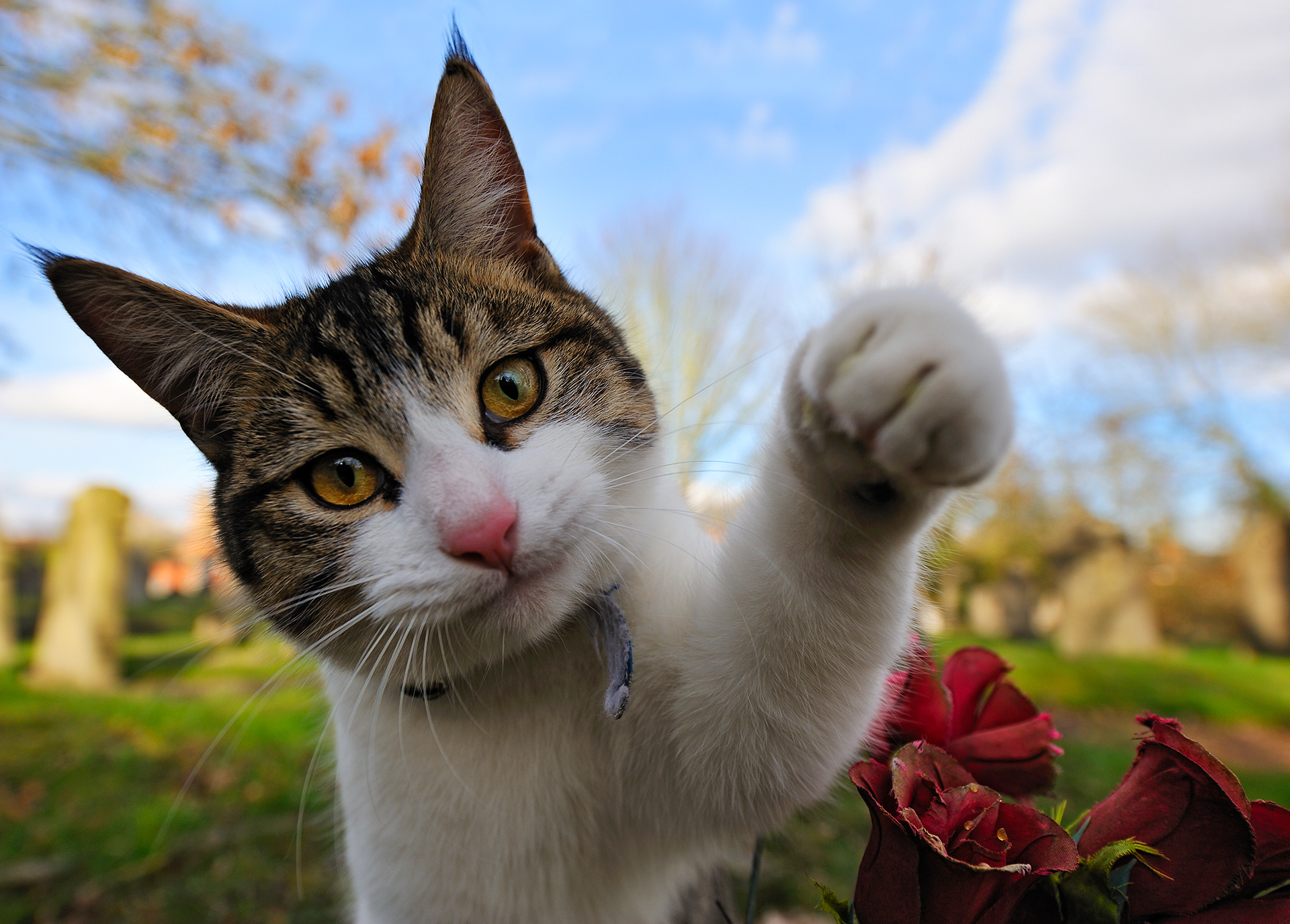Cuando el gato no está cómodo lo demostrará emitiendo señales a través de su cuerpo como el mover la puntita de la cola, rotar las orejas, o fruncir el ceño (Getty Images)