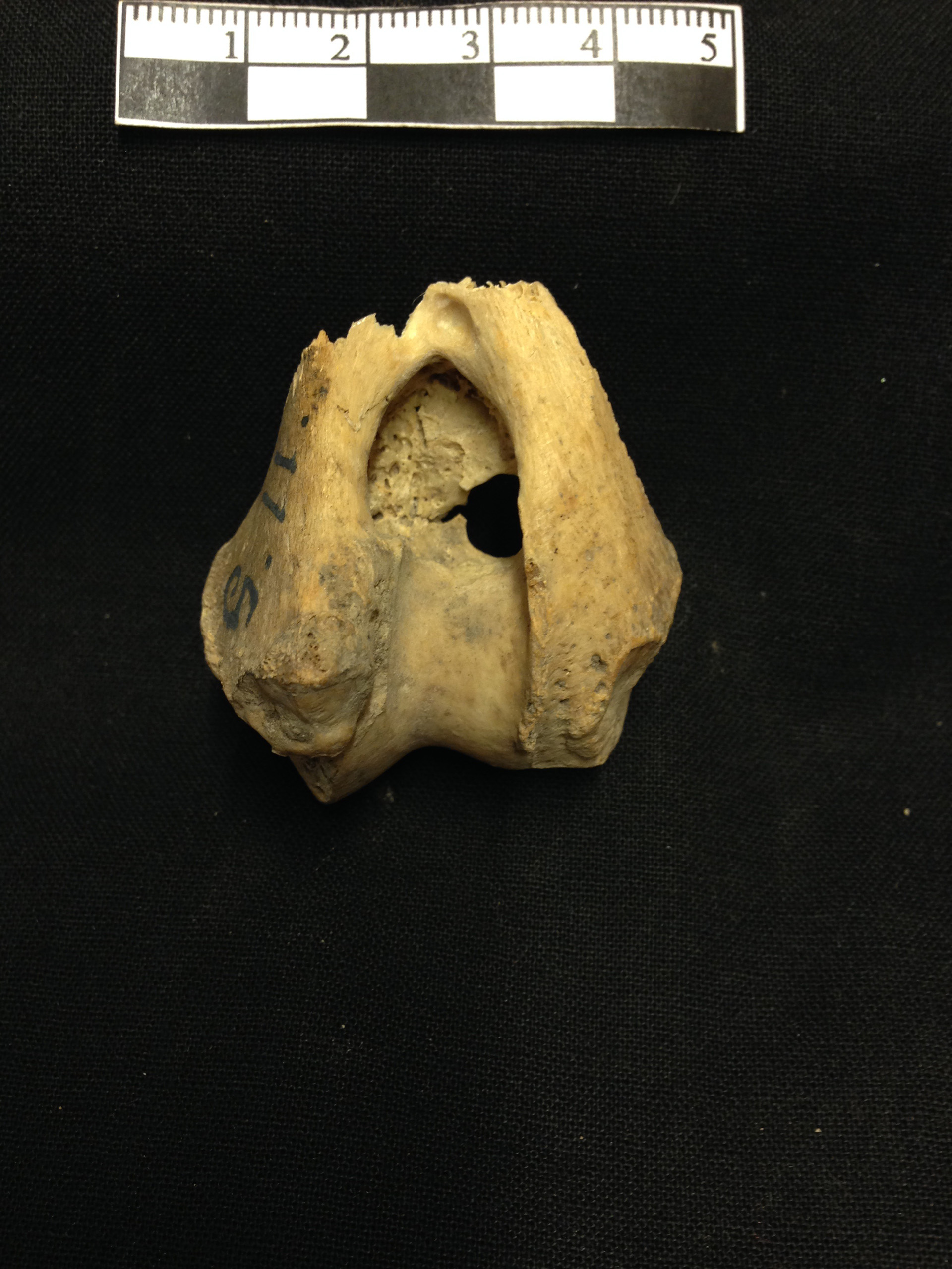 Un hallazgo plantea que humanos y lobos convivieron en una isla del Báltico hace más de 2000 años