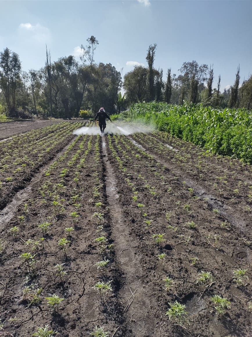 El trabajo del campo es muy poco valorado por las y los consumidores. (Foto: Cortesía/Alonso Flores productor agroecológico de Xochimilco)