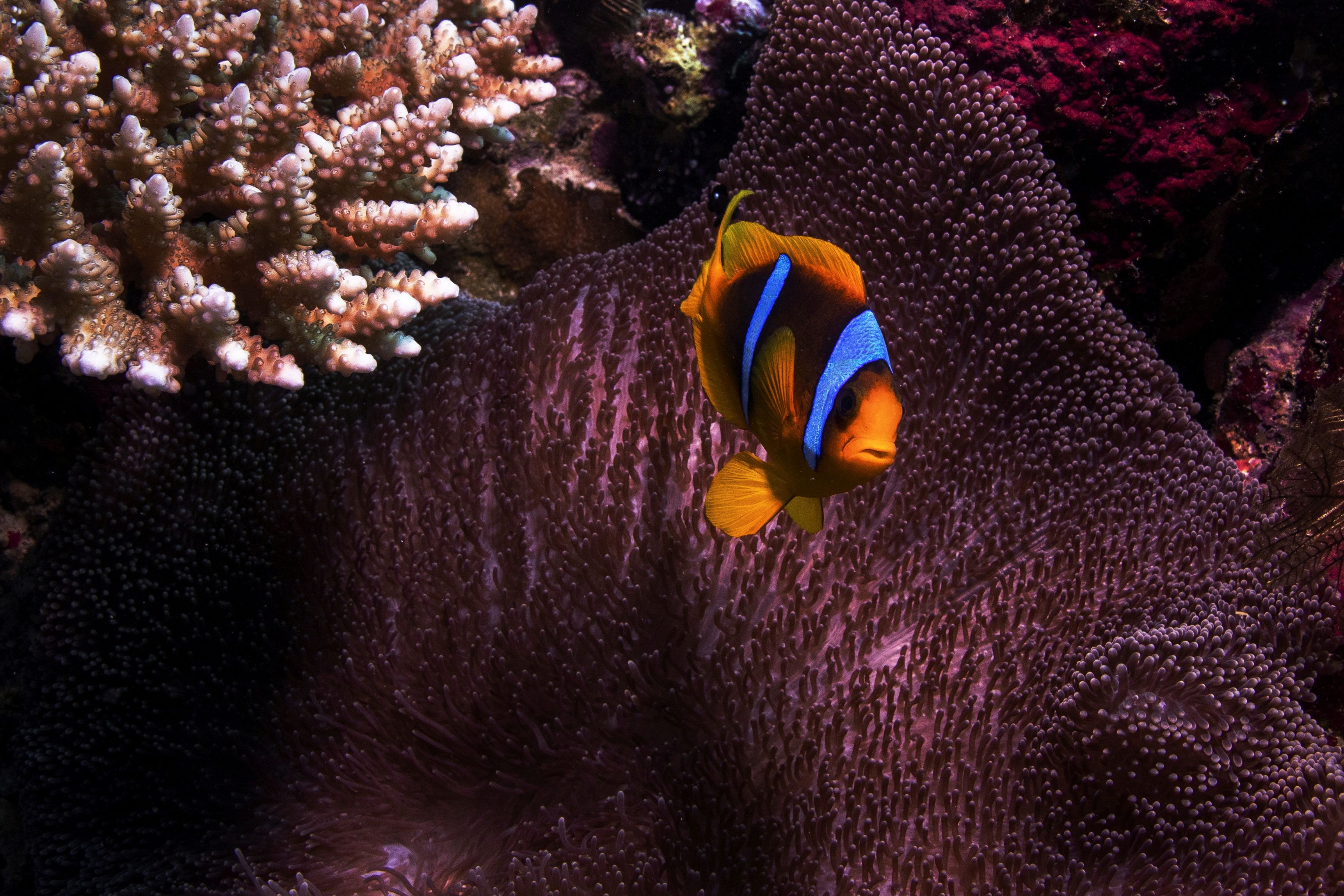 Cuando los corales experimentan blanqueamiento en años consecutivos, se asocia con mayores probabilidades de mortalidad y extinción local
REUTERS/Lucas Jackson/File Photo