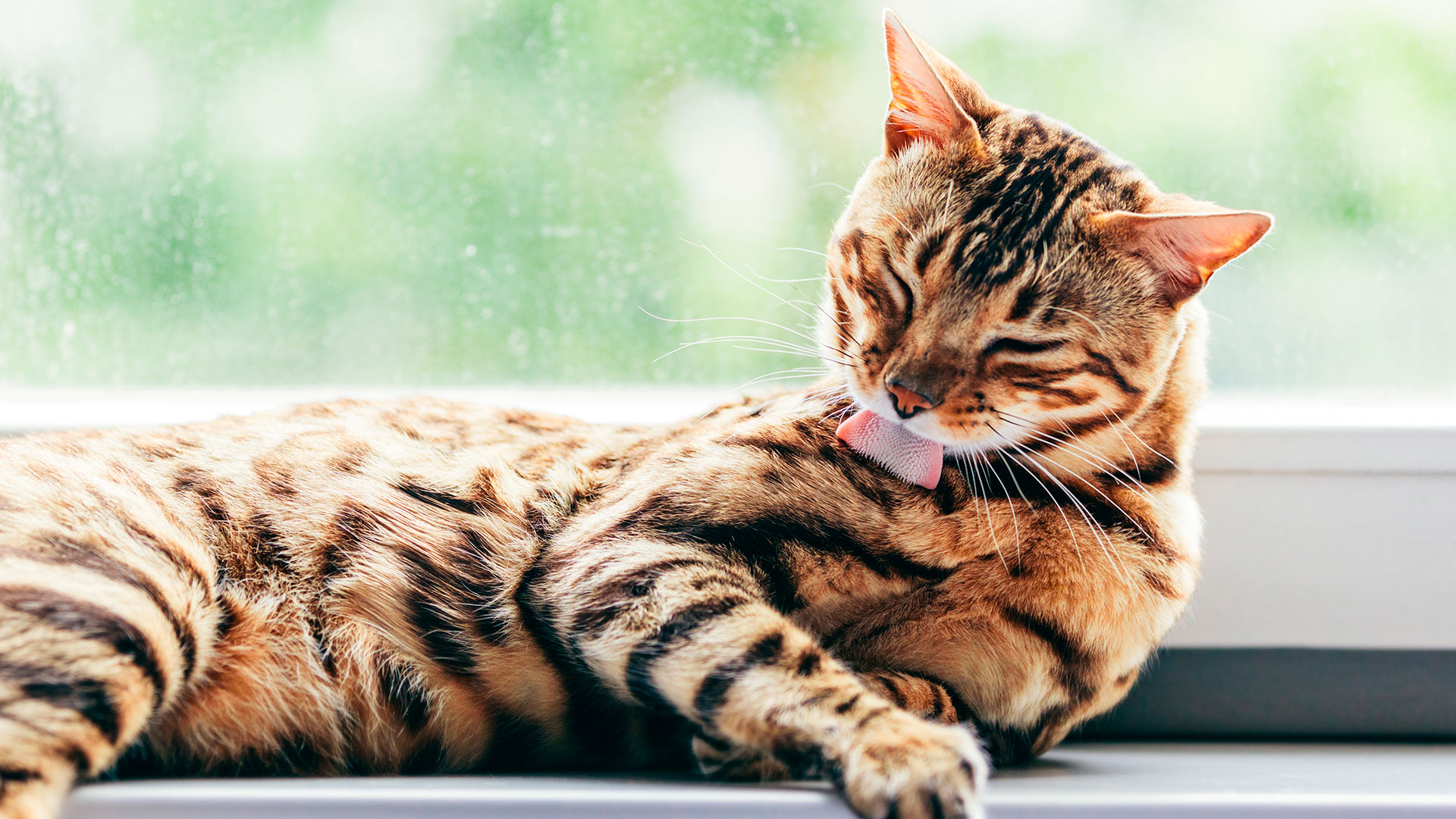  Los gatos tienen una compulsión de lamerse y peinarse todo el cuerpo a toda hora (Shutterstock)