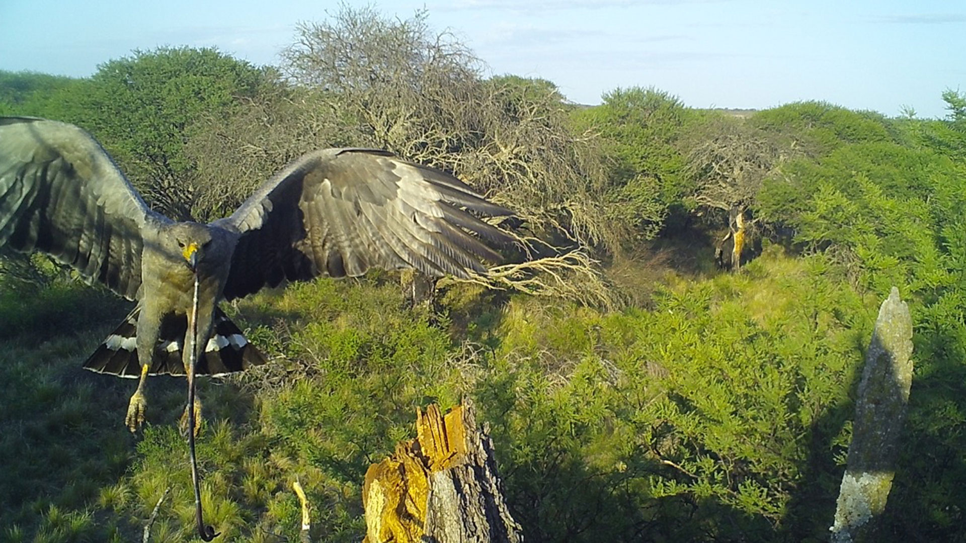 Un águila coronada llegando con una víbora de coral al nido. Se derribó el mito de que se comían cabras y ovejas/CECARA - Proyecto Águila de Chaco