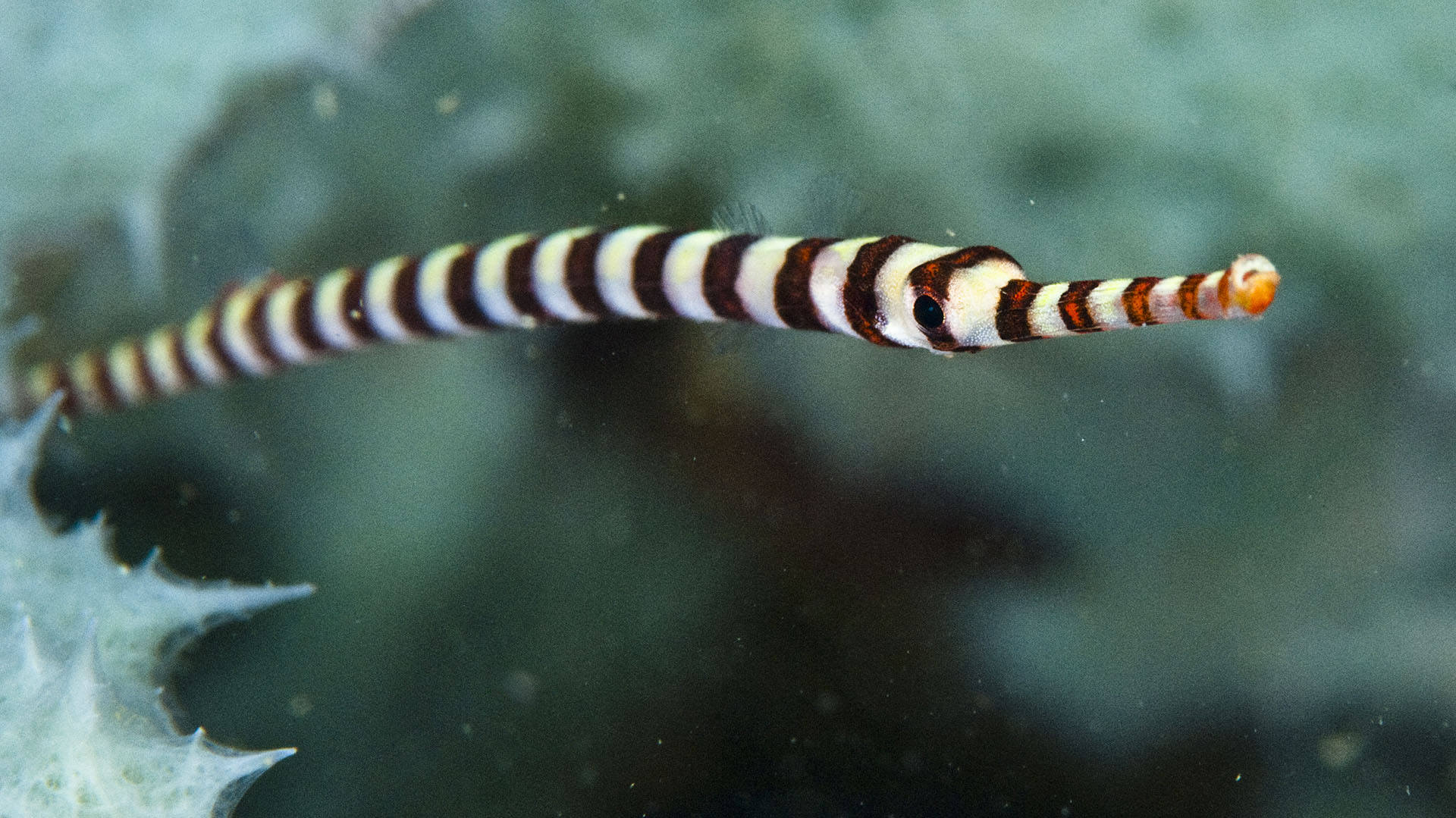 Pez pipa, de la familia de los dragones de mar y los hipocampos. Los dos primeros comparten el hocico largo y estrecho que usan como una pajita para chupar la comida de crustáceos microscópicos (Getty Images)