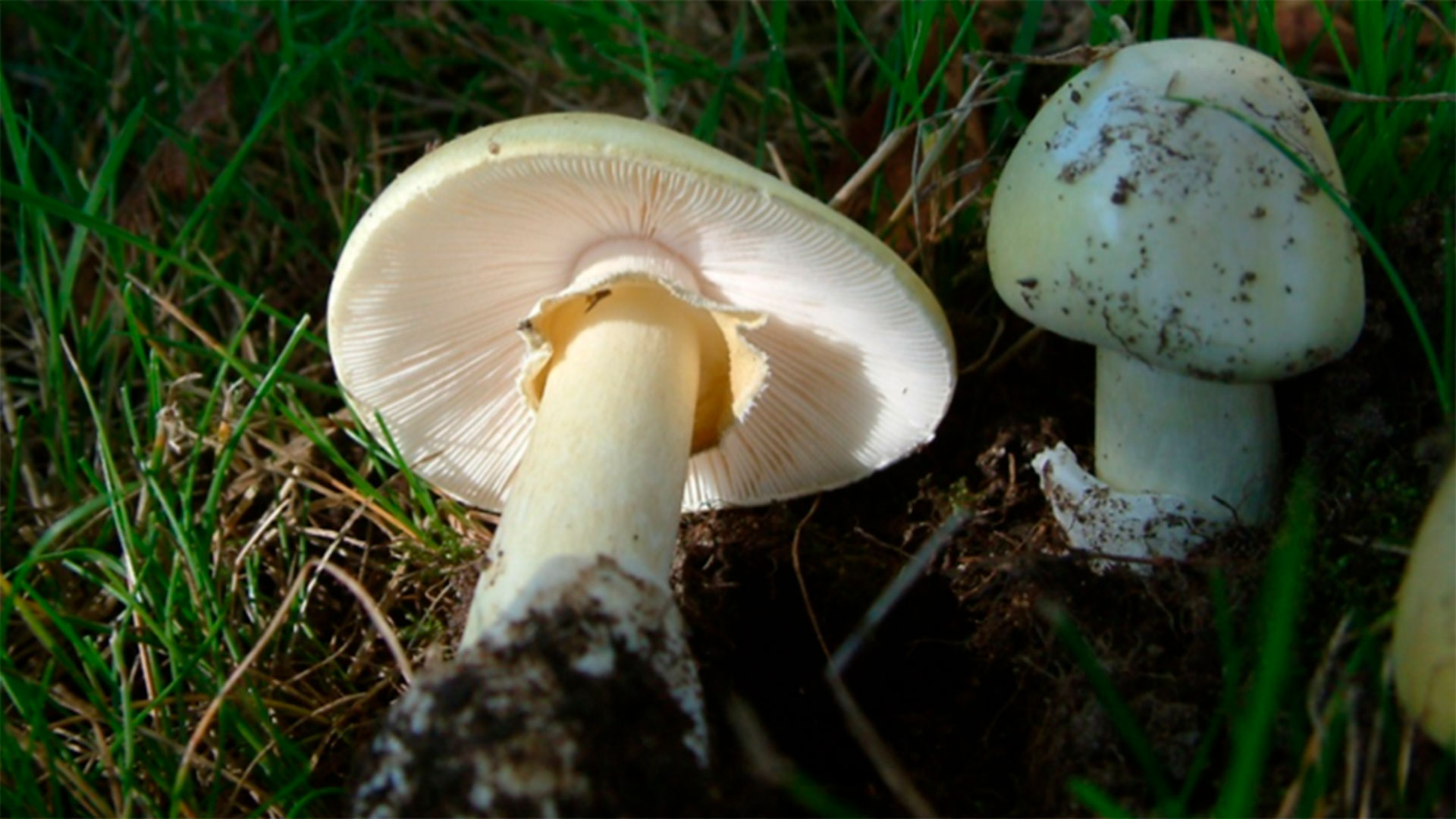 Какие грибы похожи на поганки. Мухомор и бледная поганка. Бледная поганка шляпка. Бледная поганка гриб. Белая поганка.