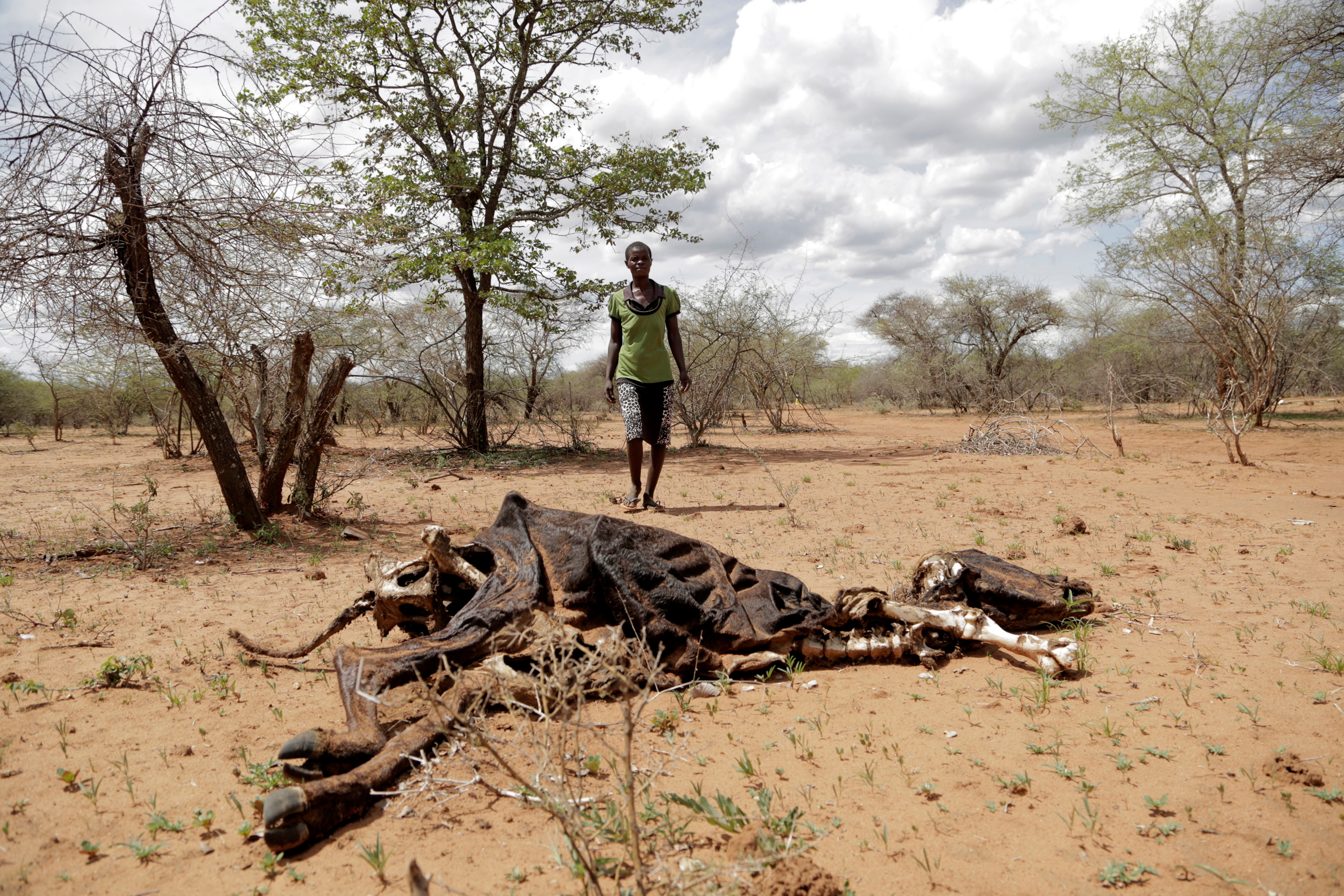 La sequía severa afecta a África más que a cualquier otro continente
EFE/ Aaron Ufumeli
